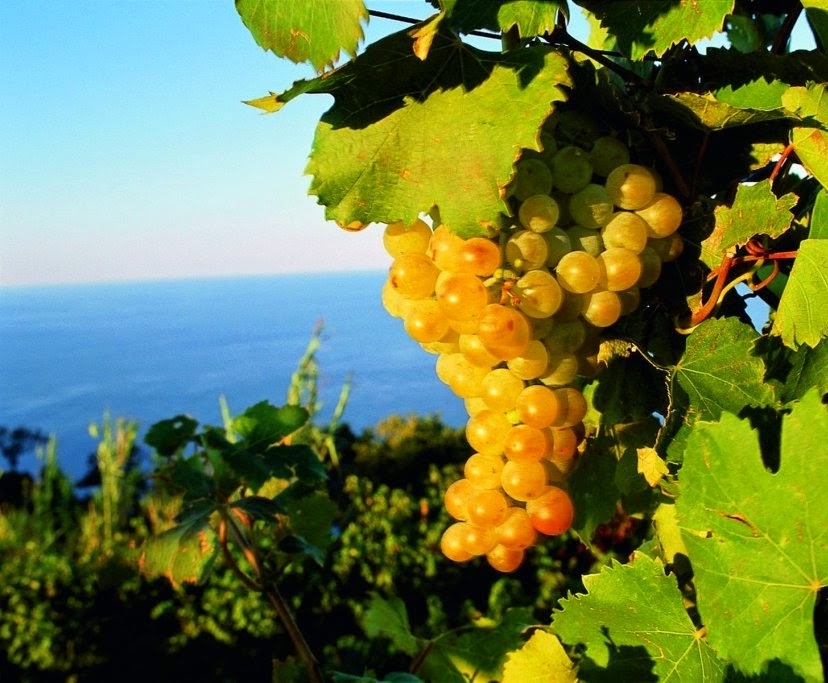 Pietratorcia • ISOLA d'ISCHIA CAMPANIA