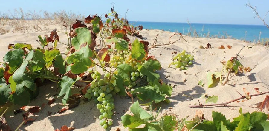 Cantine Barbera • SICILIA