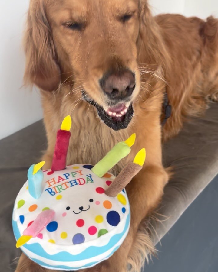 Happy 4th birthday to the BEST Aussie Golden Retriever! 🥳🐾 Hope your day&rsquo;s filled with splashes, zoomies, and sunshine on the Heath! 💦🌳

#GoldenRetriever #AussieGolden #DogBirthday #PupParty #HampsteadHeathDogs #DogsofInstagram #BirthdayPup