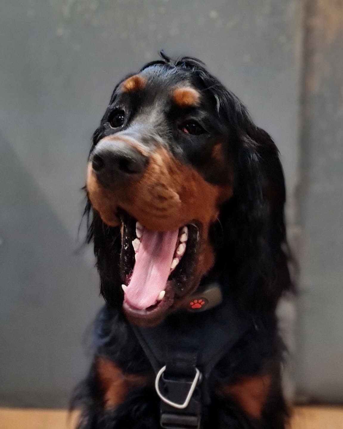 🎉 Happy birthday to this absolute queen 👑
Ruling the daycare one tail wag at a time.

#DoggyBirthday #BirthdayDog #QueenEnergy #DogDaycareLife #WagClub #PawtyGirl #BarkdayCelebration #InstaDog #DogsofInstagram #SpoiledPup