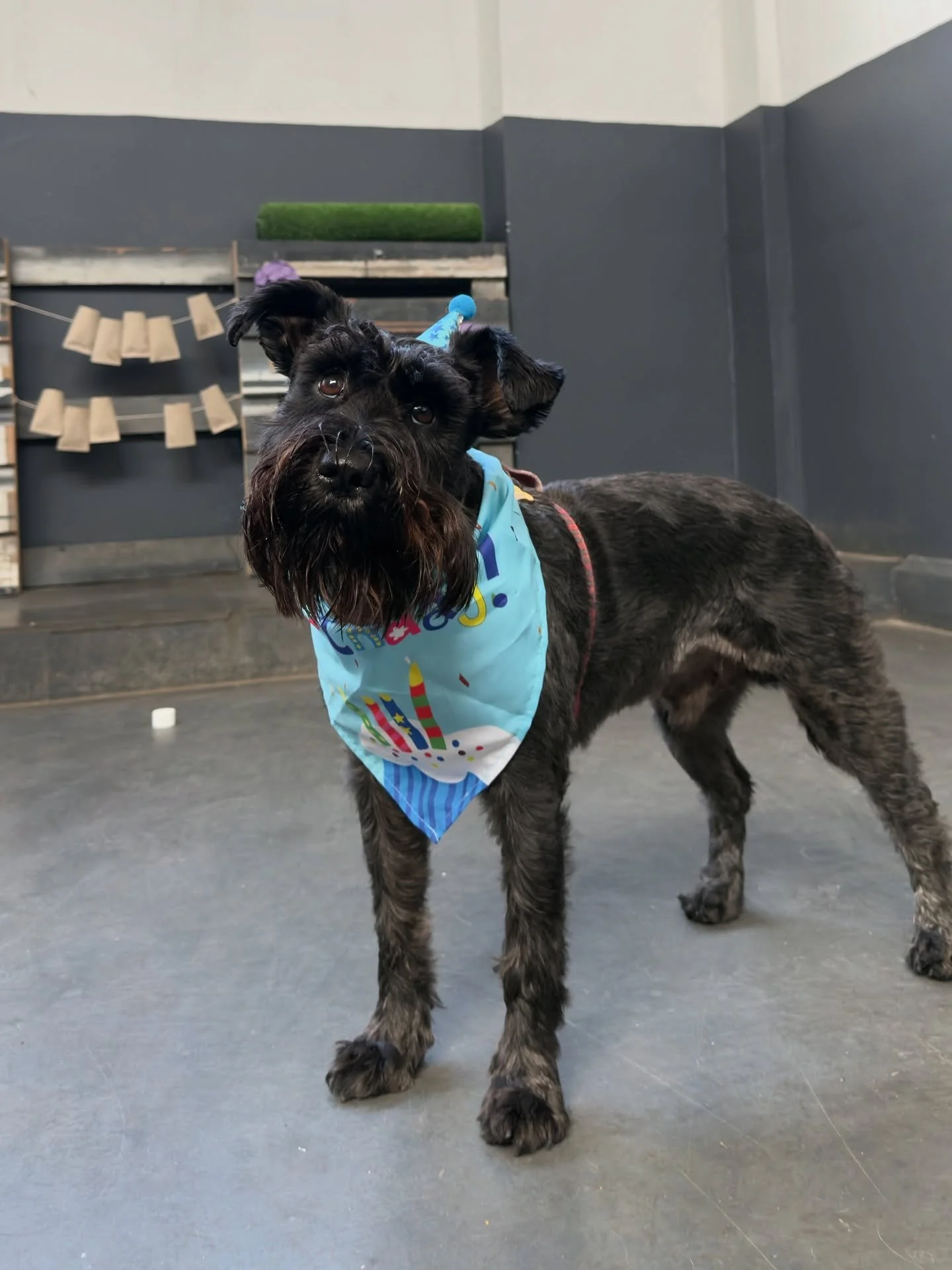 Happy 2nd Birthday to Mr L - the sweetest little Schnauzer with the cutest floppy ears. We&rsquo;re so glad you&rsquo;re celebrating with us today 🐾🎂

#HappyBirthday #SchnauzerLove #DogBirthday #DaycareDogs #WagClub