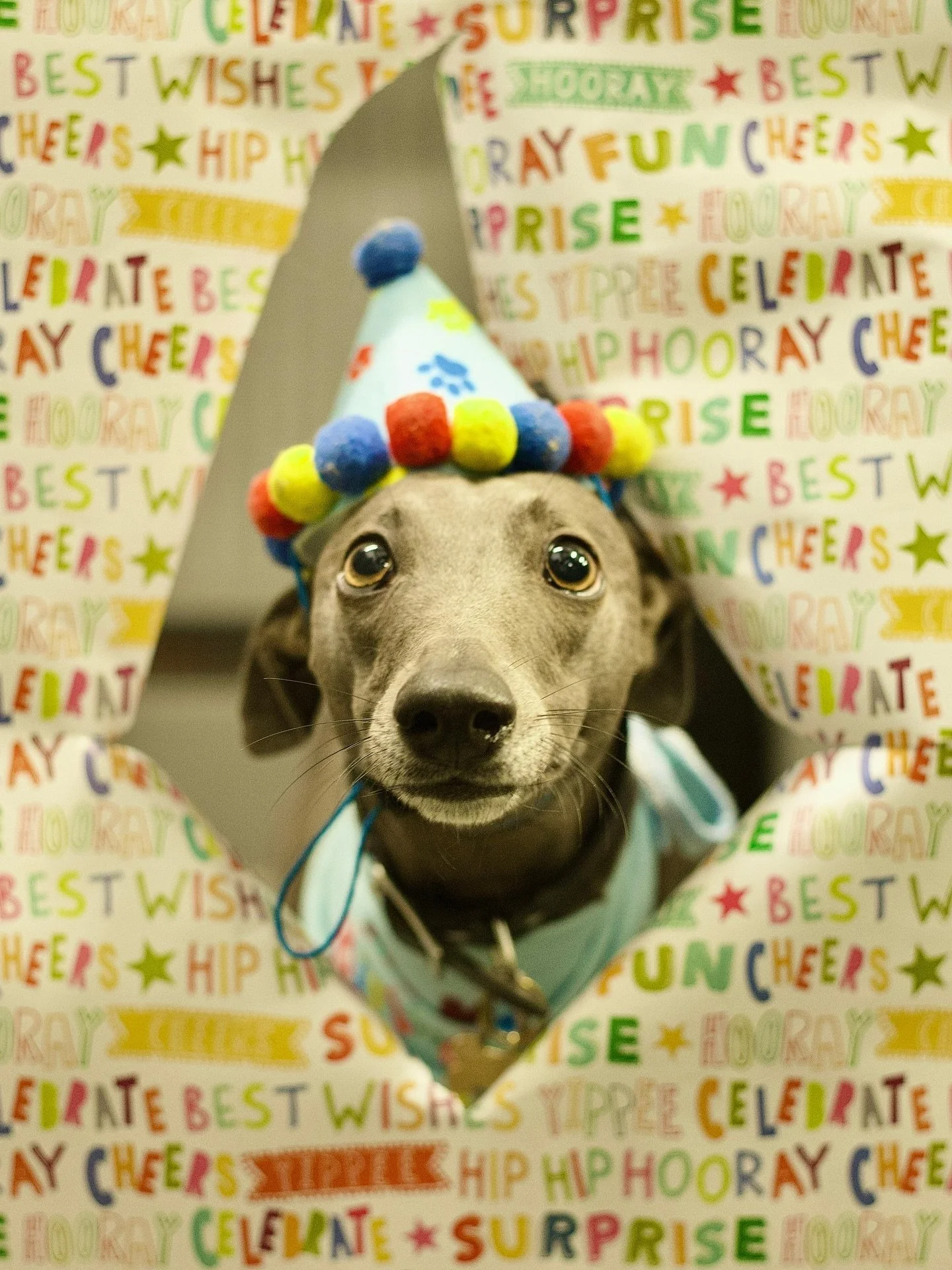 Happy Birthday to our whippet wonder 🎉 Equal parts cuddly and chaotic - and forever trying to snack on Lucy&rsquo;s hair. Life&rsquo;s brighter (and a bit sillier) with him around. 

#HappyBirthday #WhippetLife #CrazyWhippet #DaycareDogs #WagClub