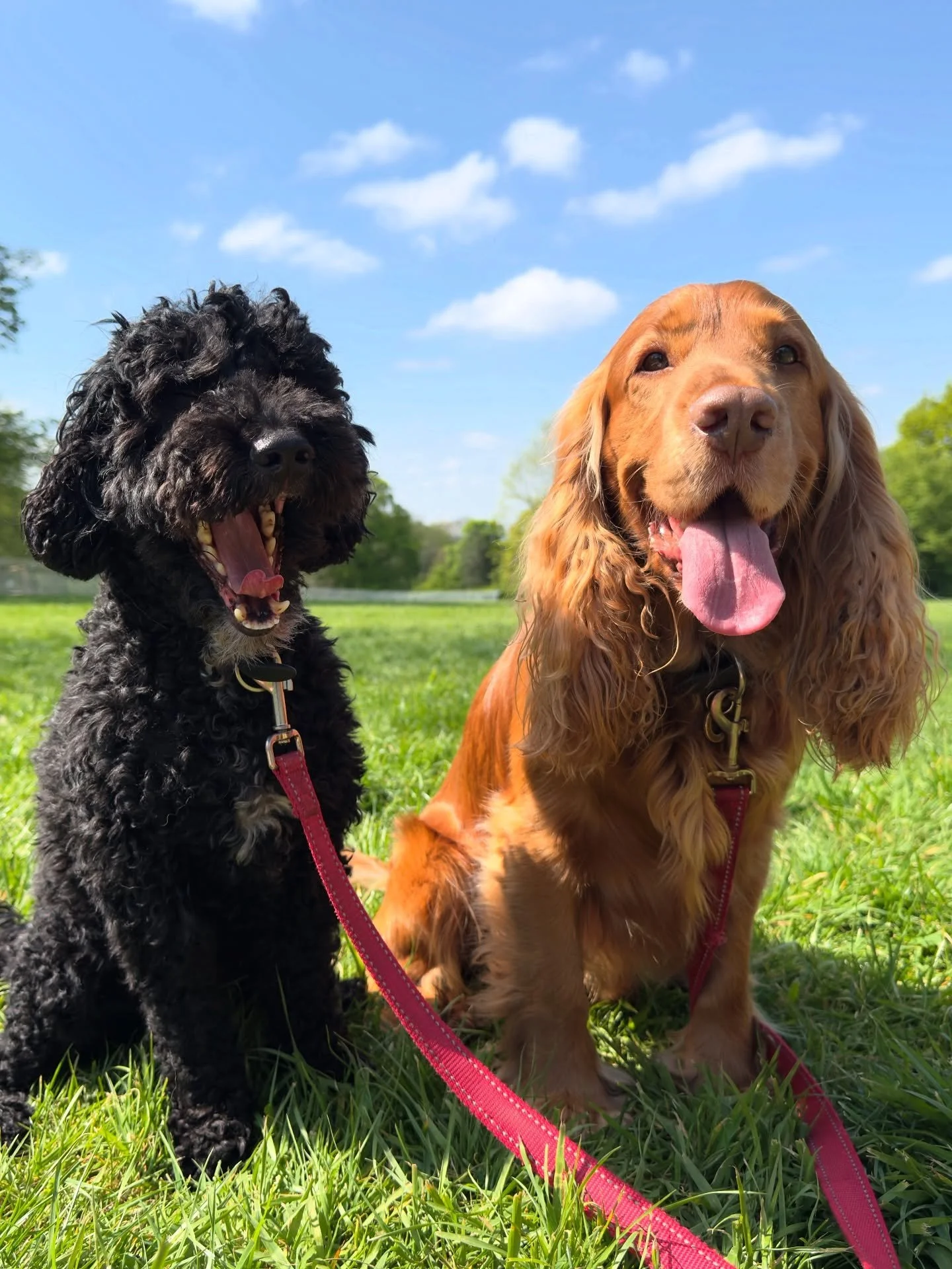 Today we said a hard goodbye to the most beautiful Spaniel on his last day at daycare, and it&rsquo;s safe to say he&rsquo;s left pawprints all over our hearts. We will miss those massive eyes and that perfect little nose (yes, it&rsquo;s actually th
