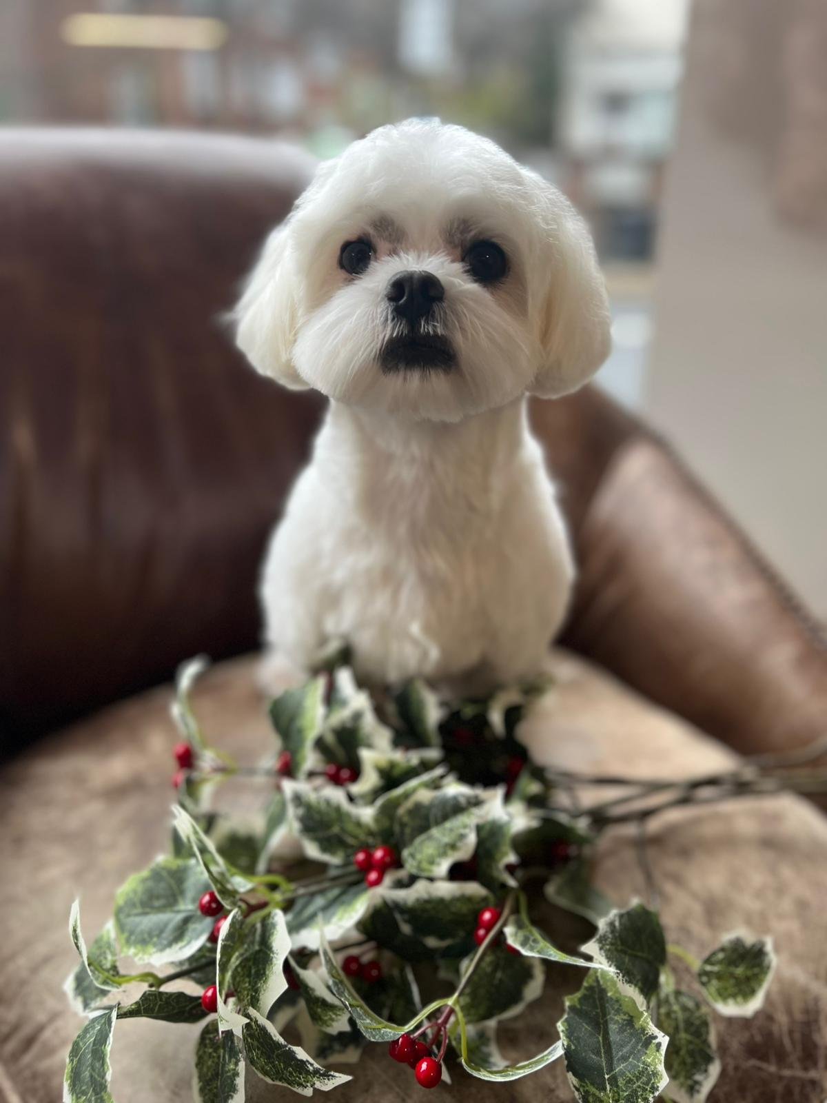 Winter Dog Walking in North London: Best Routes Near The Wag Club…