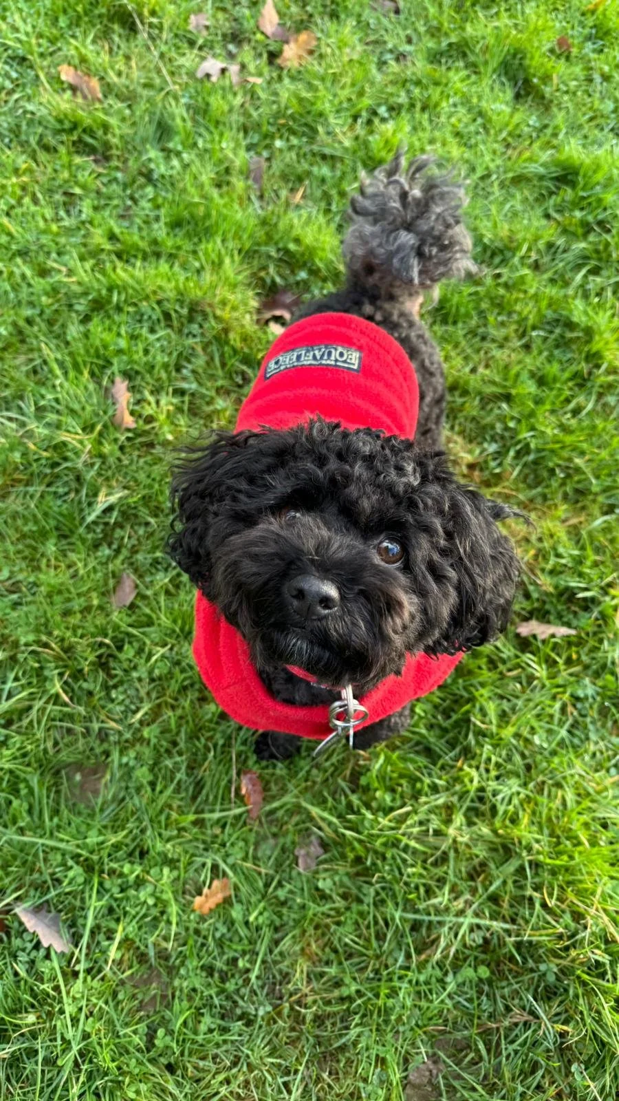 Winter Dog Care Guide: Expert Tips from North London's Dog Daycare Specialists