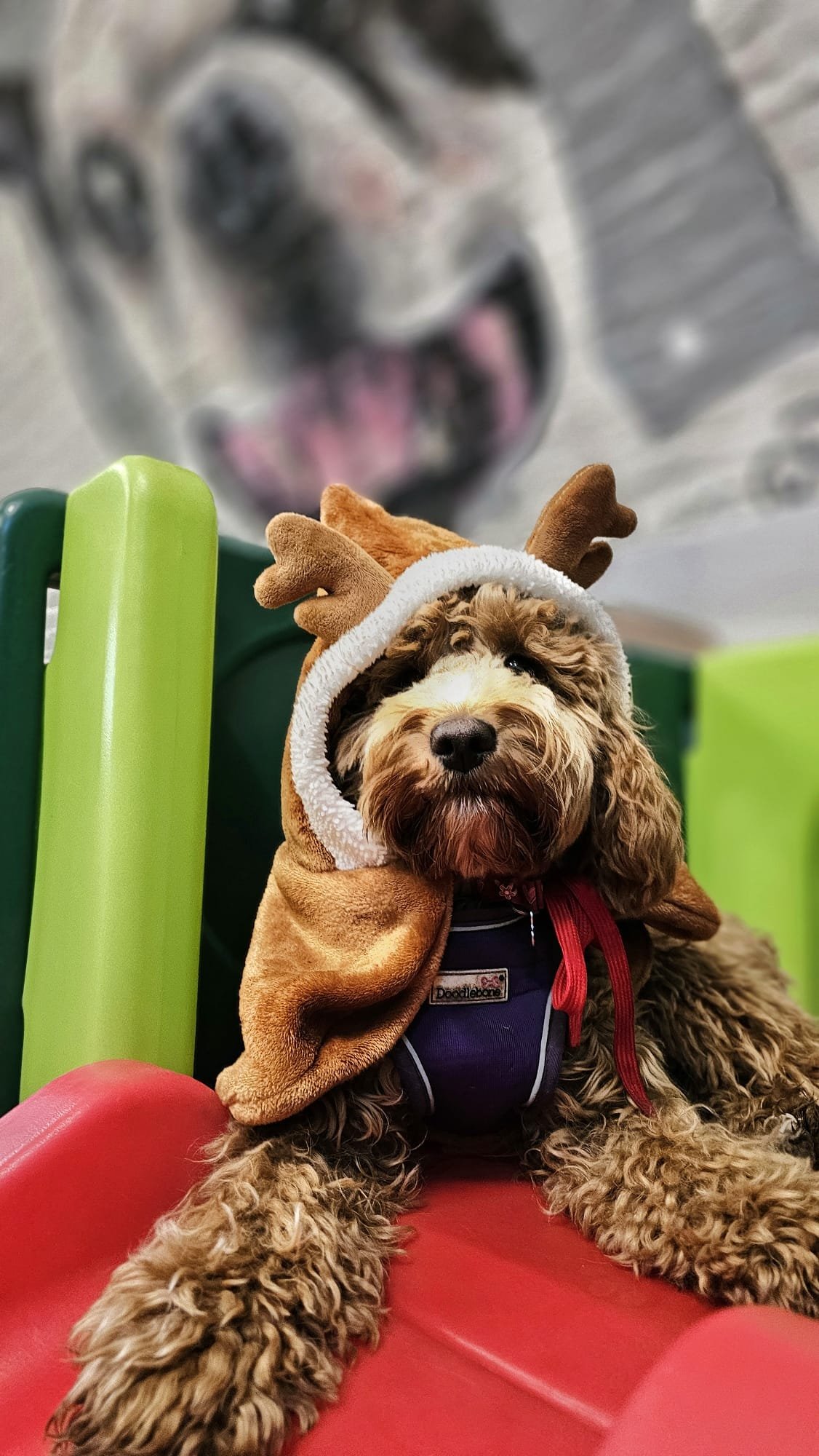 Christmas Dog Safety Guide: Protecting Your Pup During the Festive Season