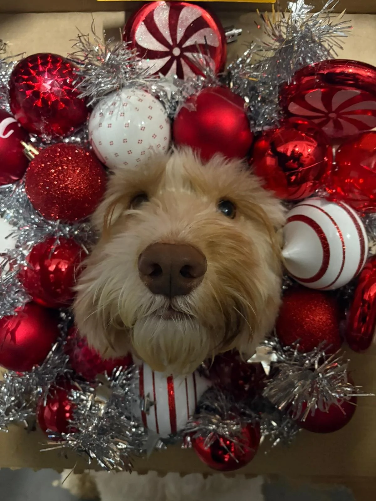 Celebrating a Pawsome 2025: Thank You From The Wag Club