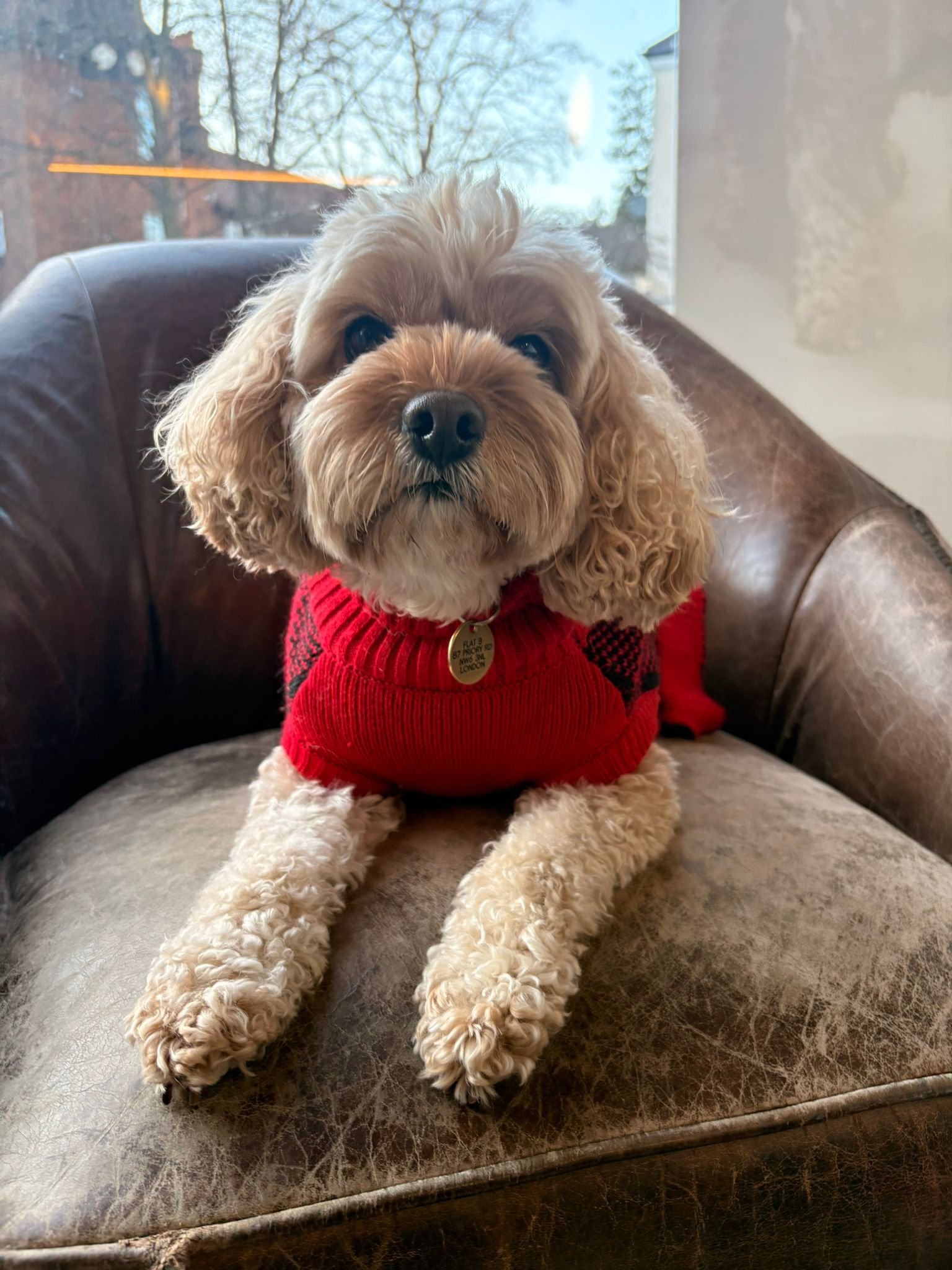 January Dog Care Guide: Keeping Your North London Pup Happy in the New Year