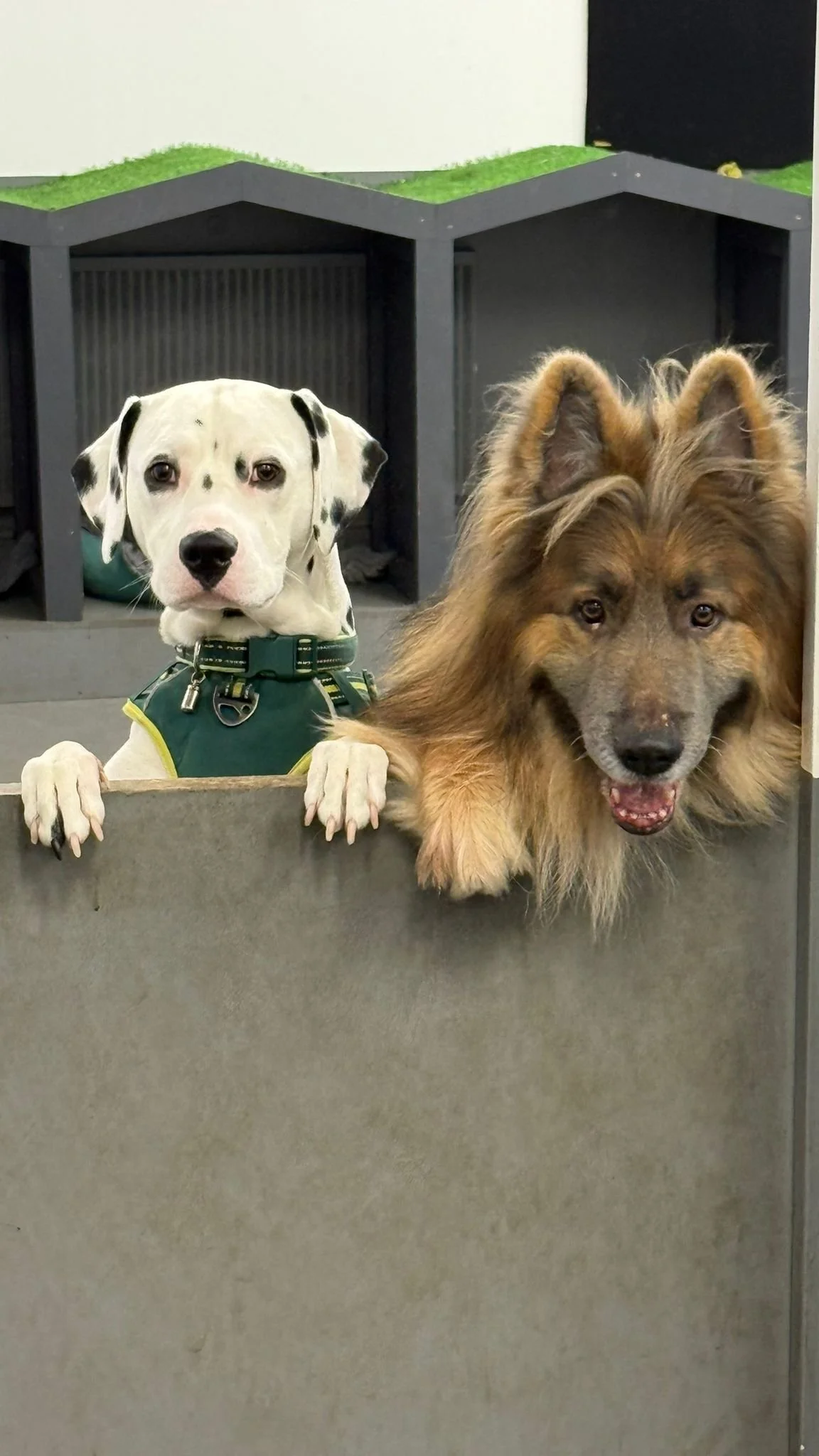 New Year, New Adventures: January at The Wag Club