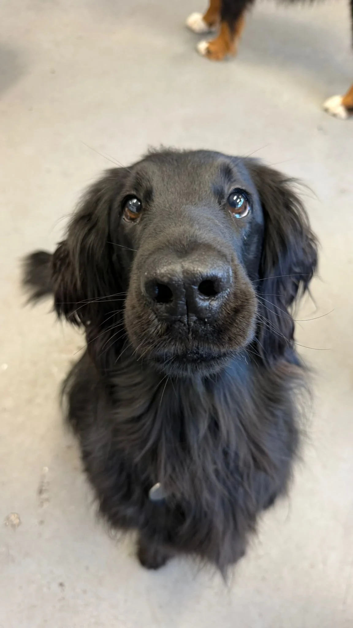 How to Choose the Right Dog Daycare When Making a Change