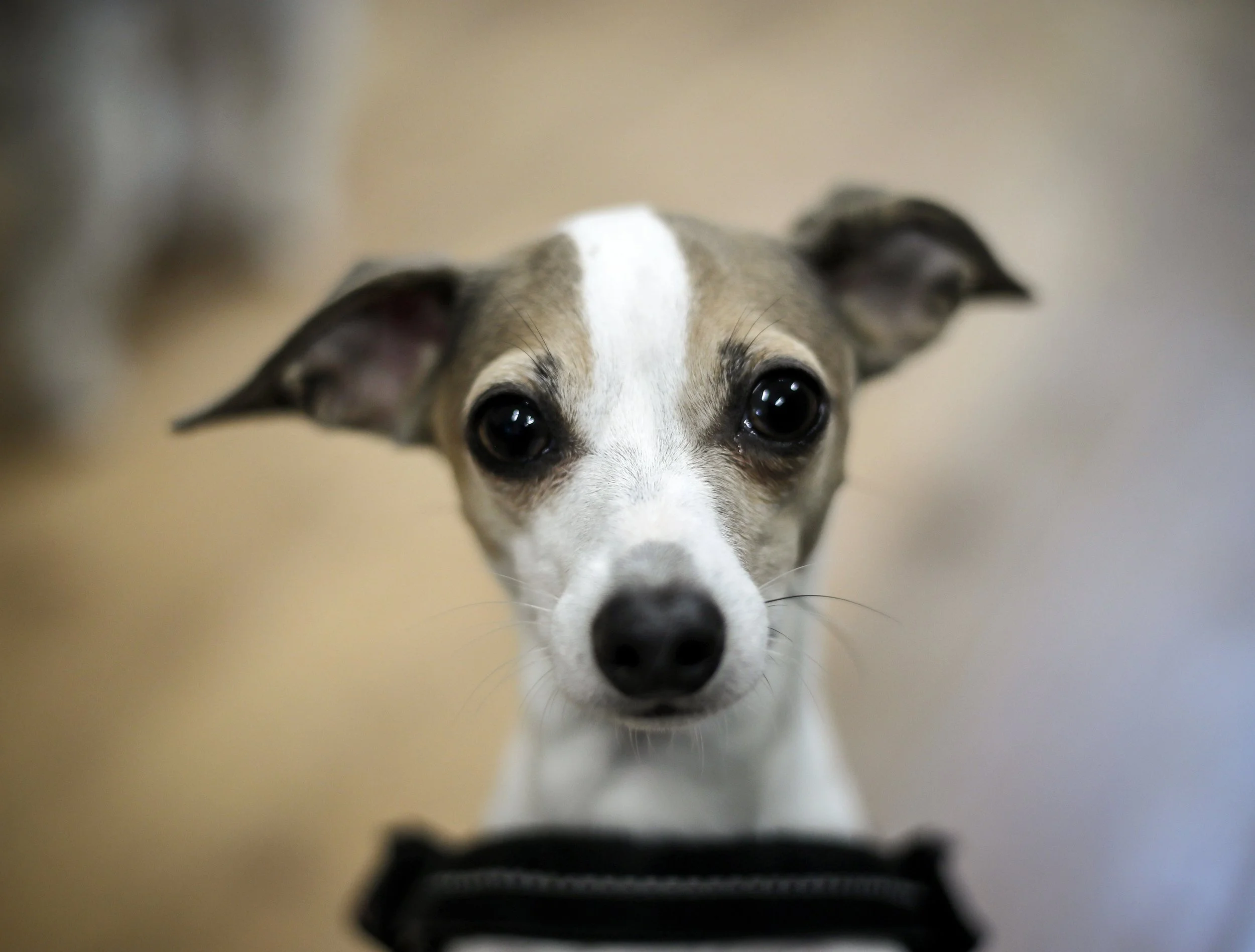 Spring Into March: Dog Care Tips &amp; Why Dayare Makes the Season Better