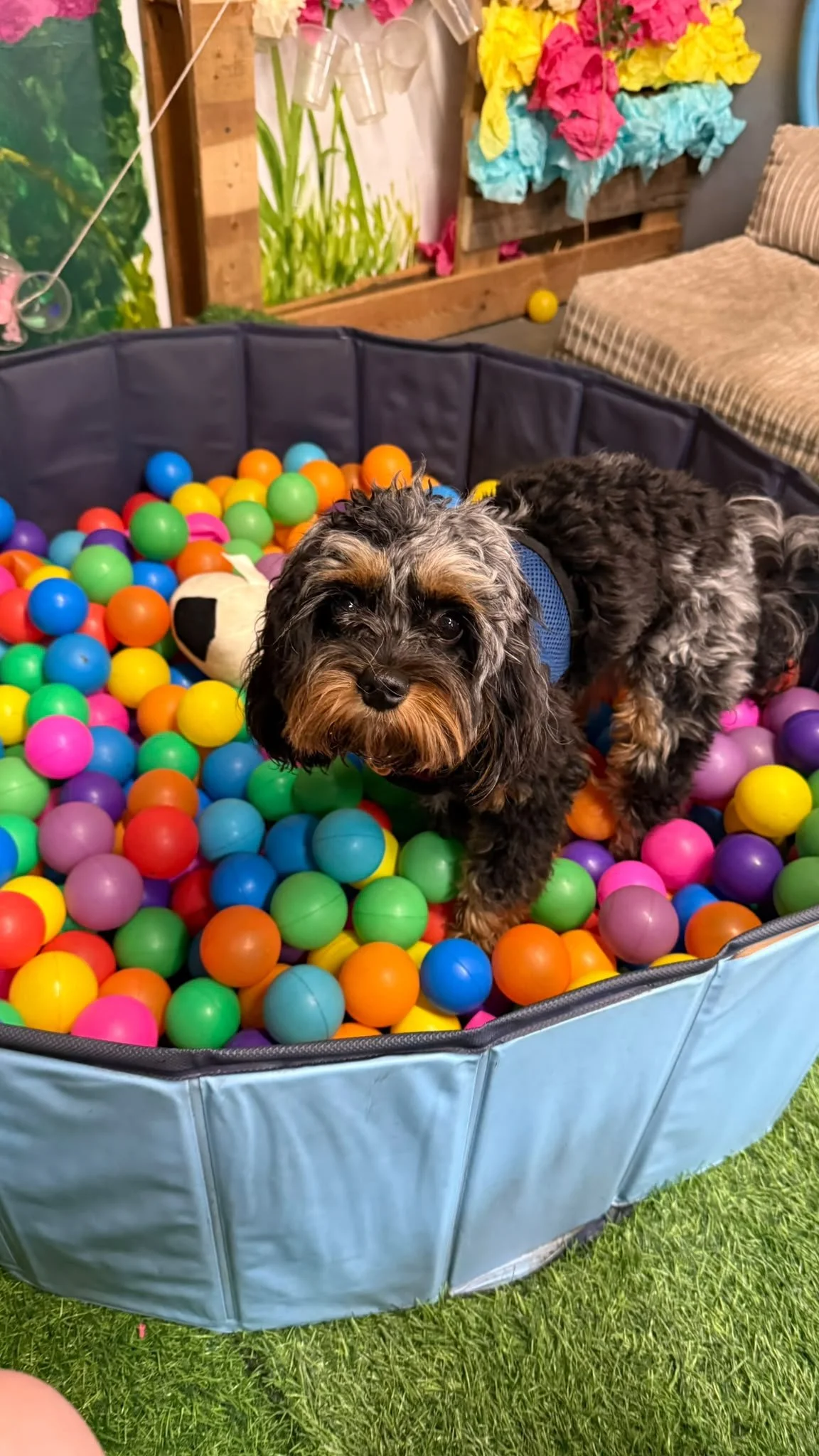August: dog days, busy minds
