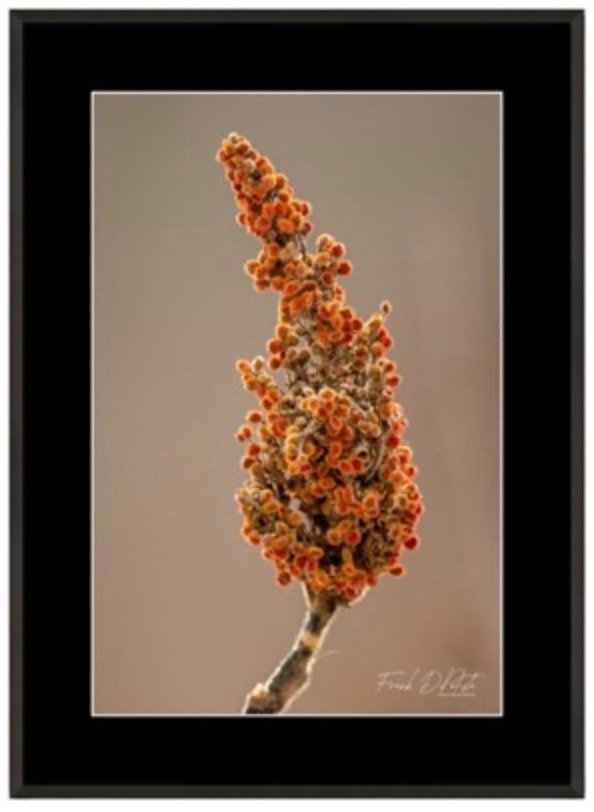 Winter Sumac
