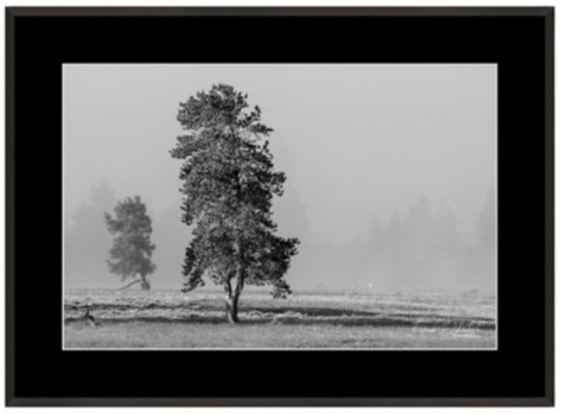 Solitary Tree