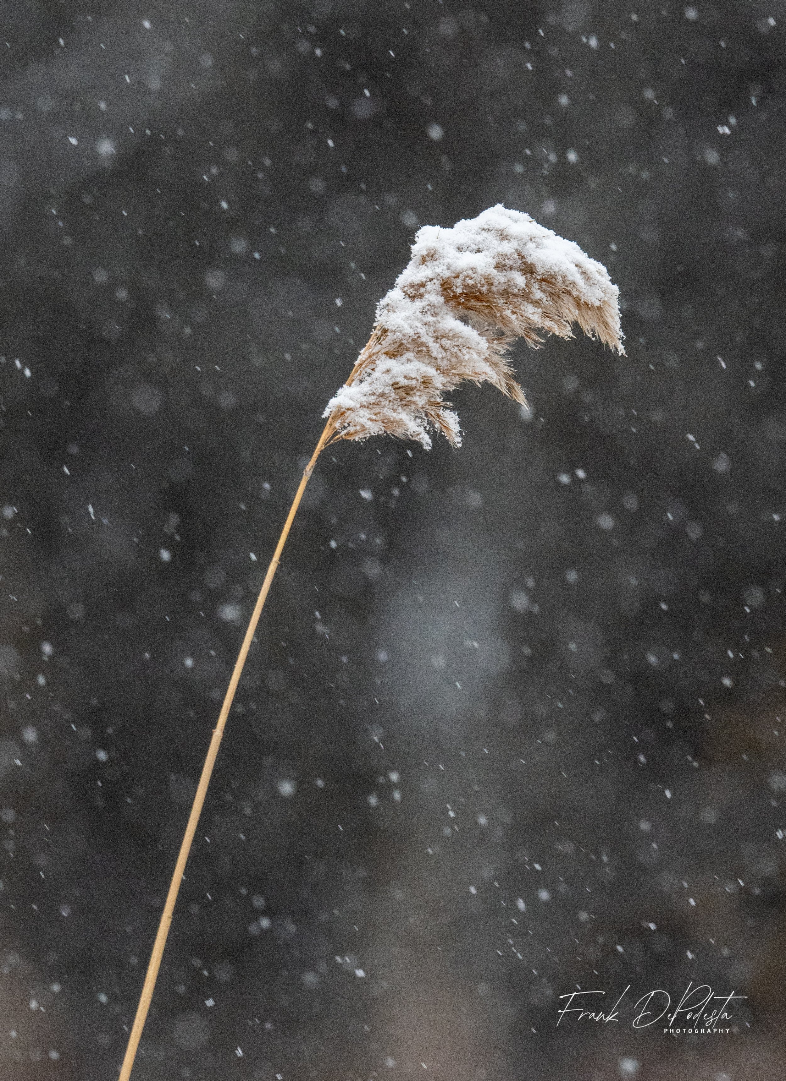 Snowfall
