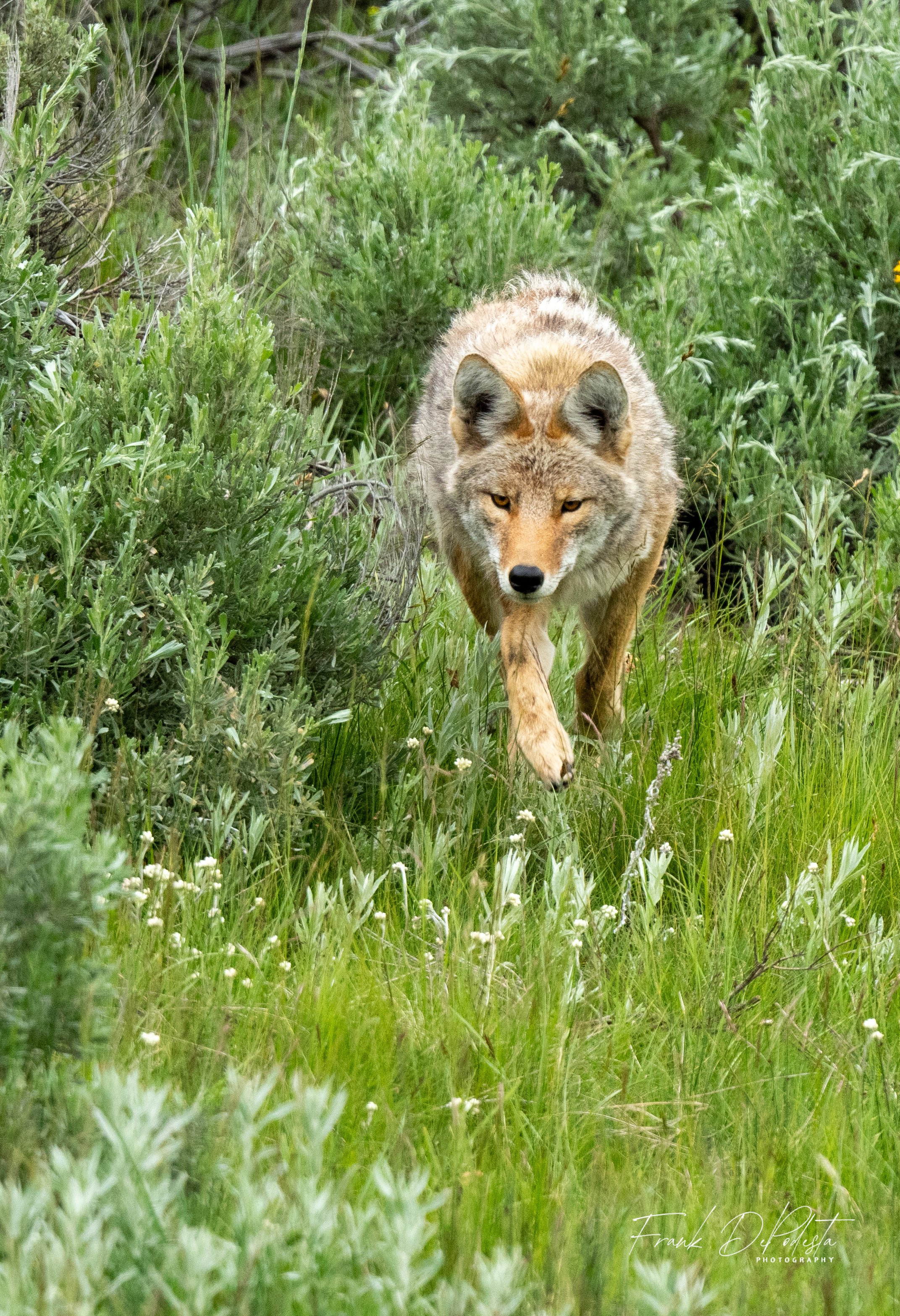 On The Hunt