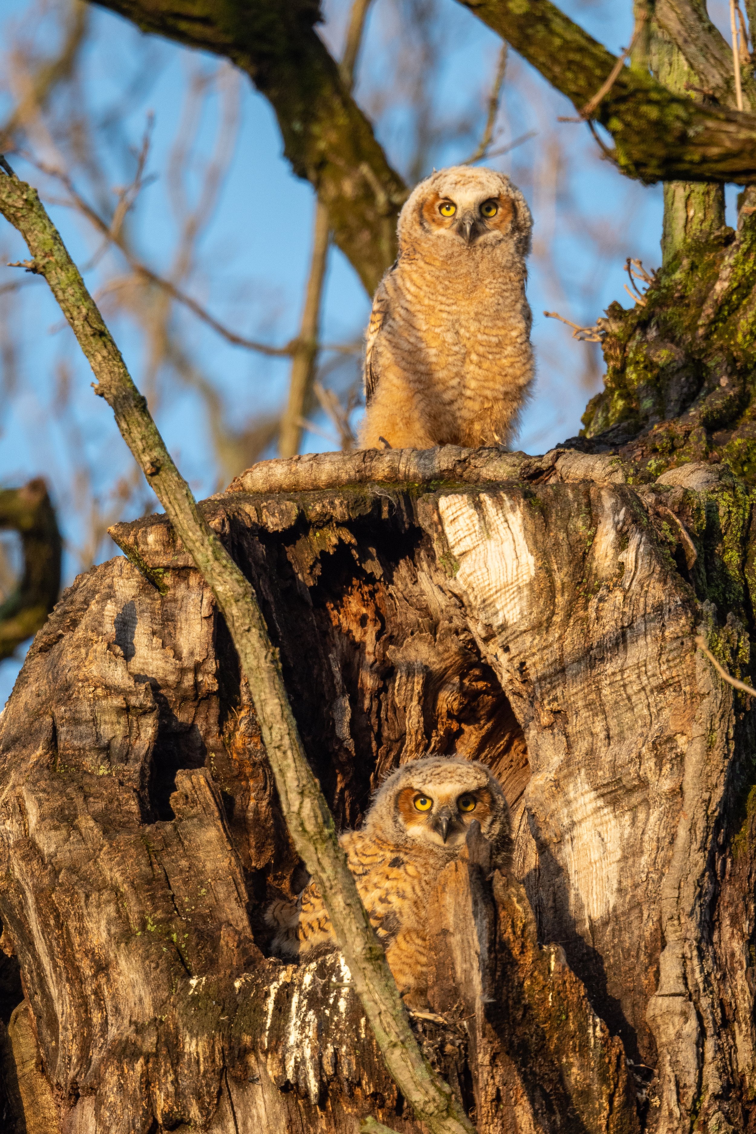 Fledging