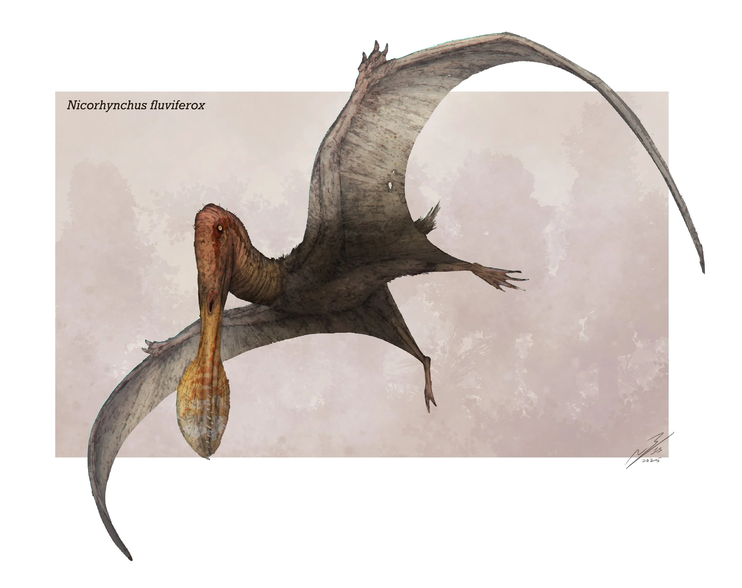 NicorhynchusJPG.jpg
