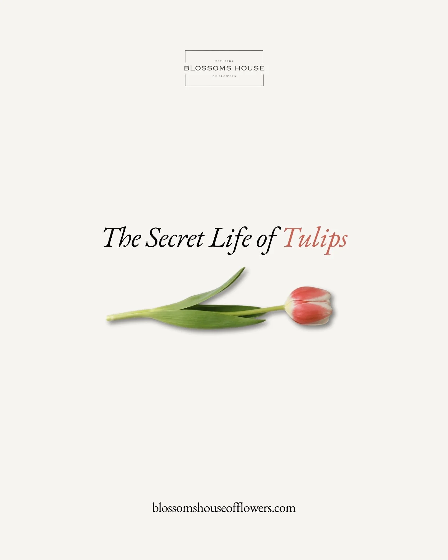 Tulips have such a quiet elegance to them.

What makes them so special is that they are never completely still. Even after they have been cut, tulips continue to grow, gently reaching towards the light and changing shape as they open.

There is somet