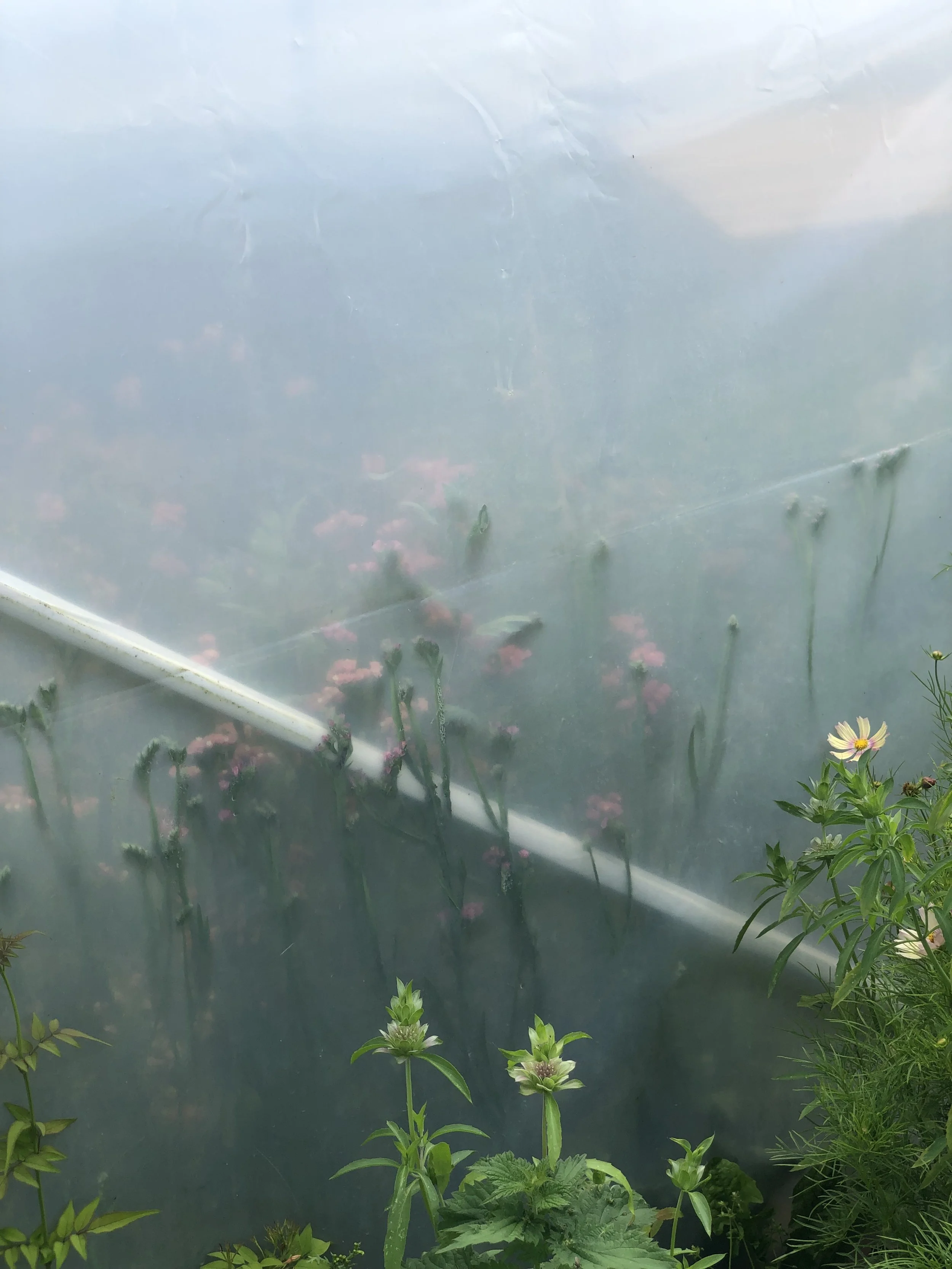 Plants growing behind a semi-transparent plastic sheet in a garden.