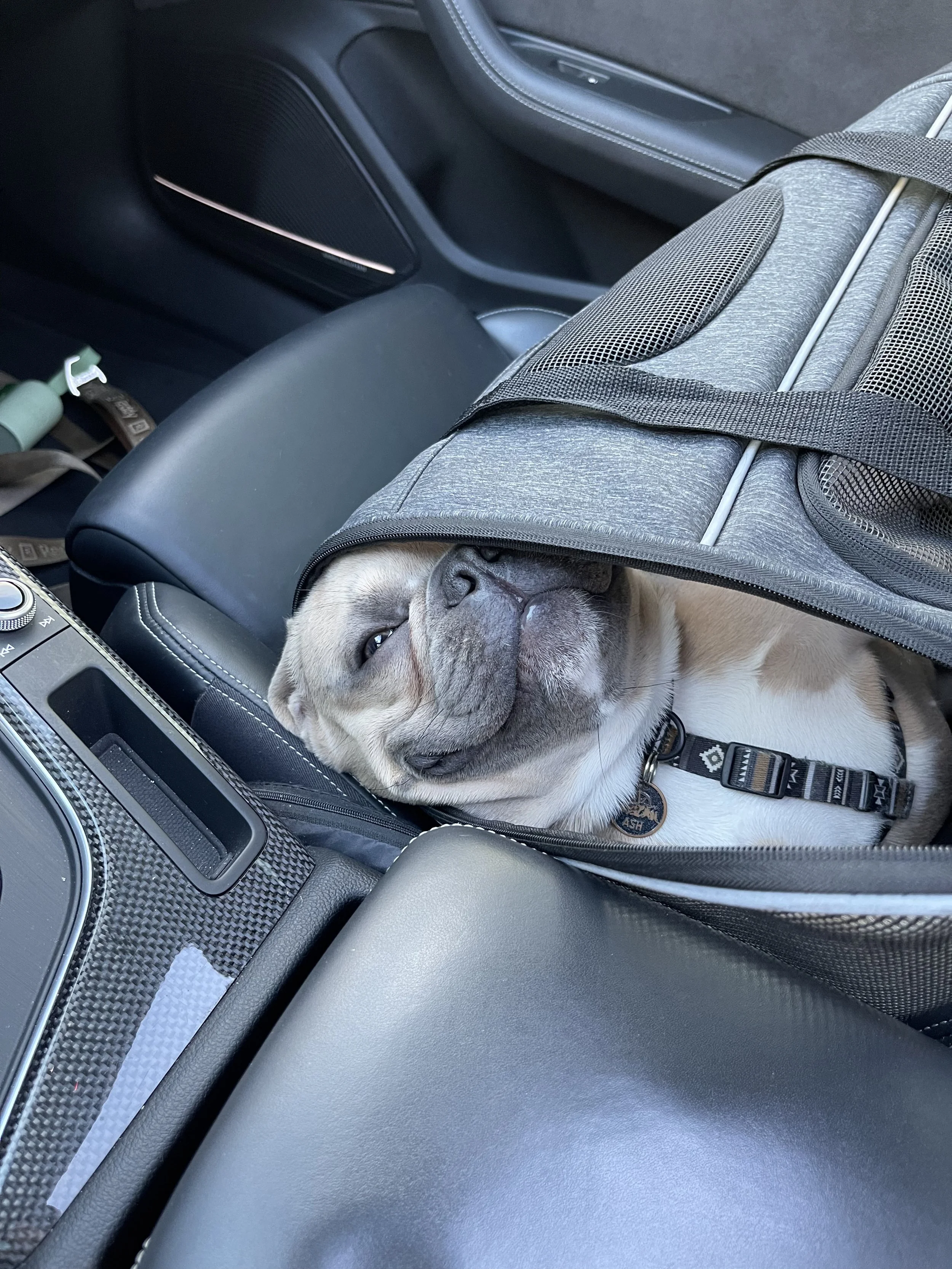 A smiling French Bulldog puppy lying inside a black pet travel bag on a car seat.