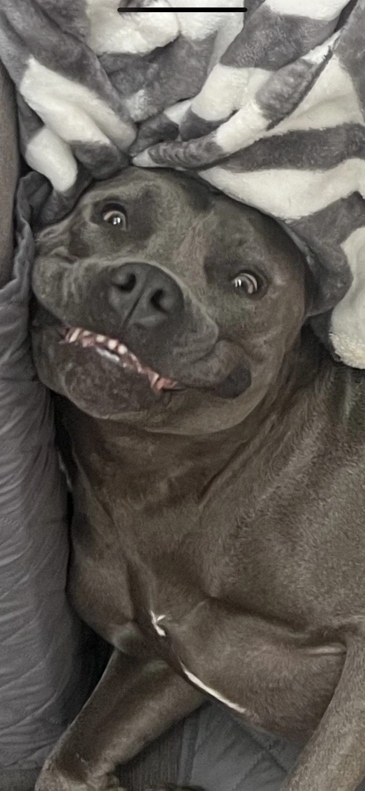 A happy gray dog lying on a bed or couch, with a striped blanket partially covering its head.