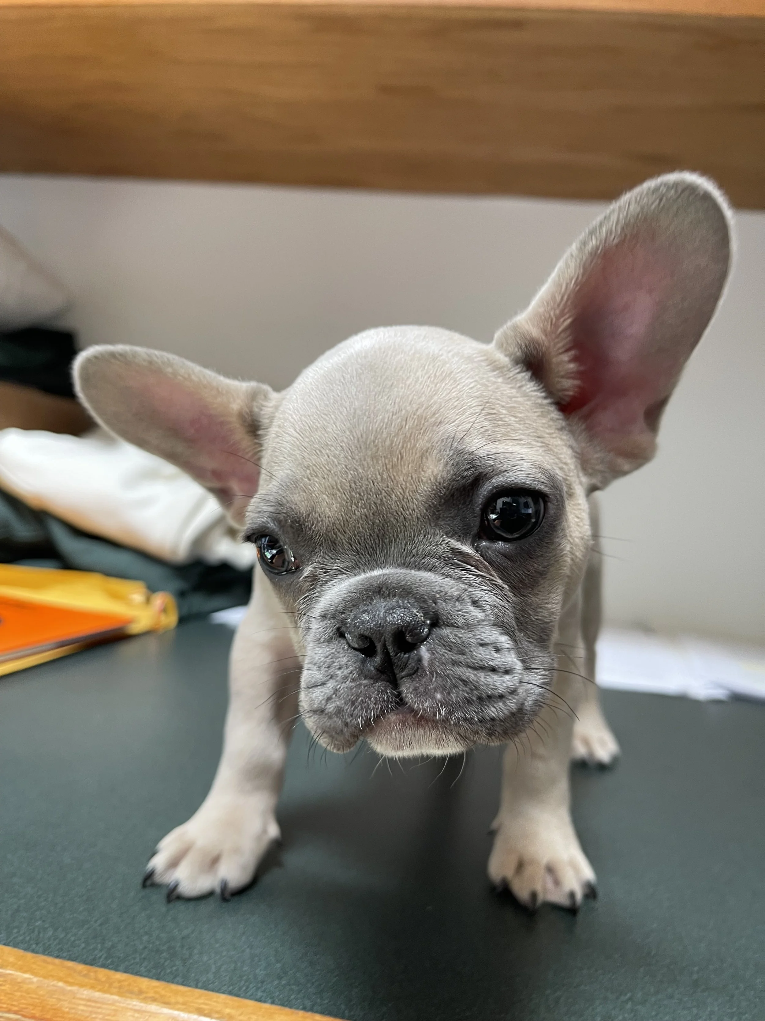 A curious French Bulldog puppy standing on a table, looking into the camera with large ears and dark eyes.