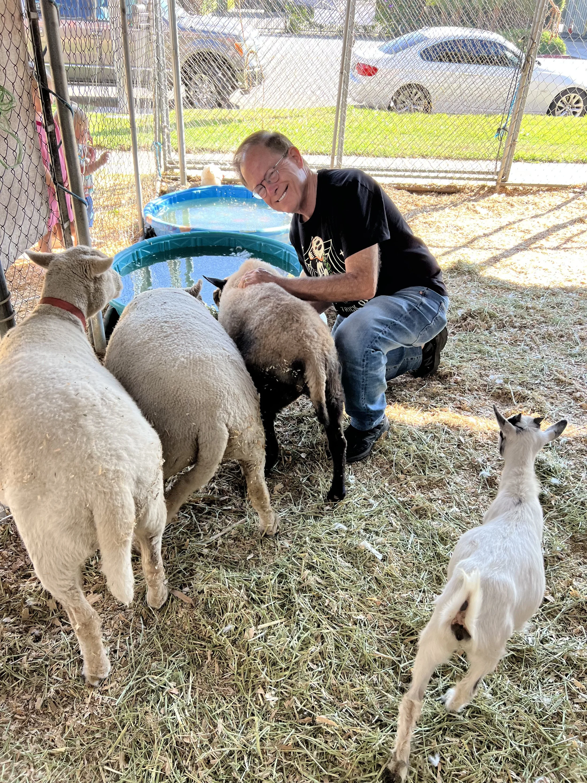 A man kneeling and smiling as he interacts with three sheep and two baby goats inside a fenced outdoor area. There are small pools of water and cars outside the fence in the background.