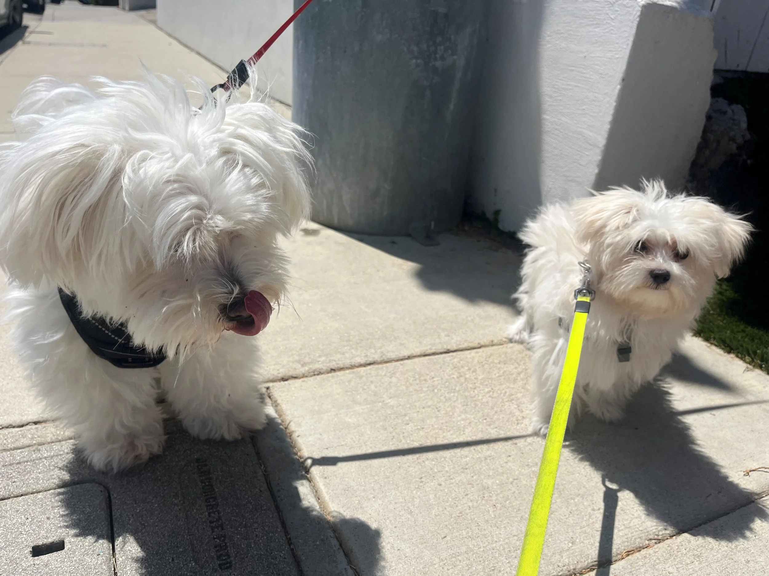 Two small white dogs on leashes outside on a sidewalk near a curb. One dog is licking its nose, the other looks directly at the camera. They are under bright sunlight.
