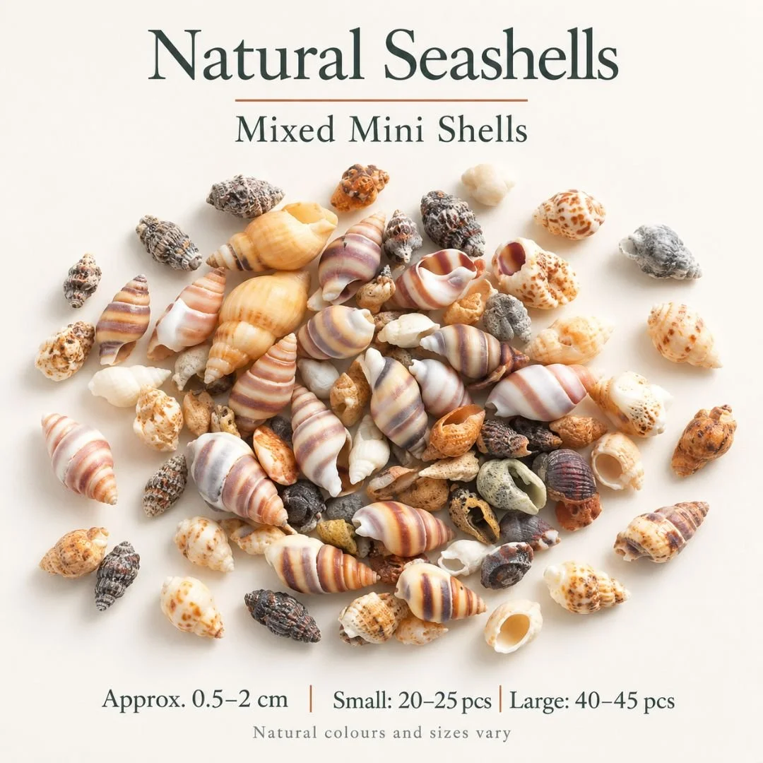 1 Mixed Mini Shells.jpg