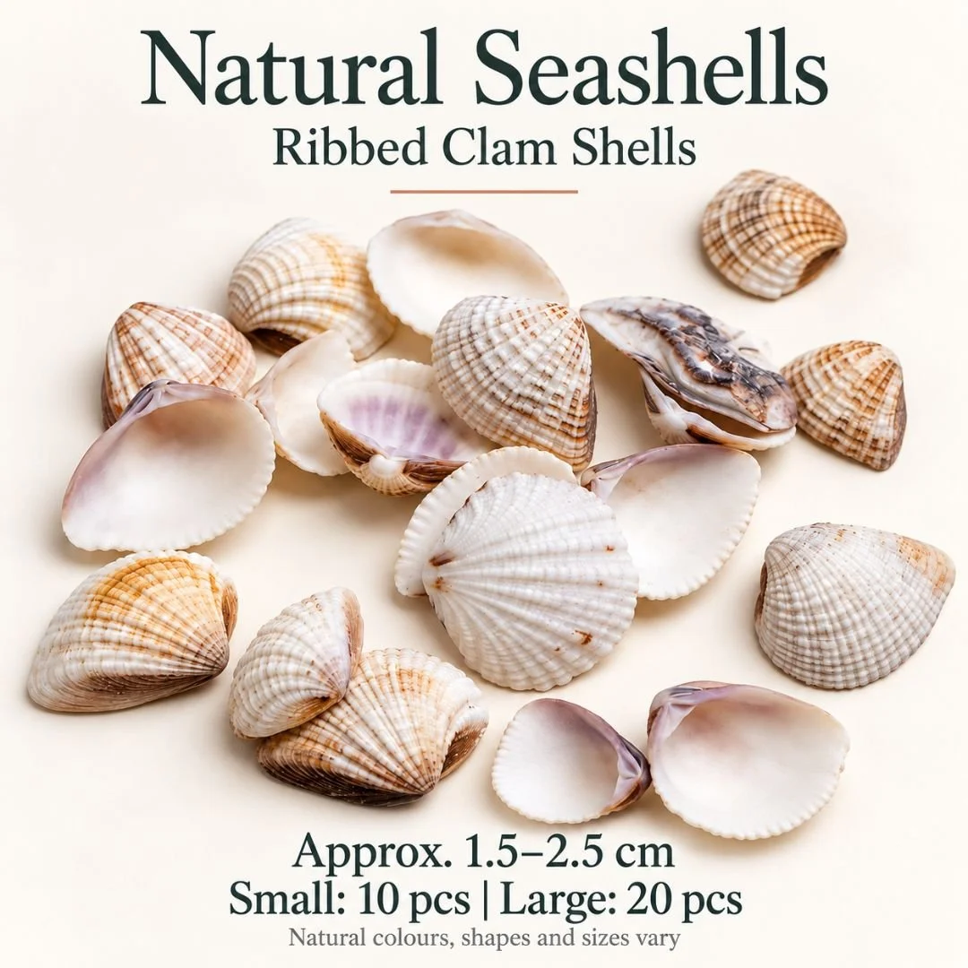 10 Ribbed Clam.jpg