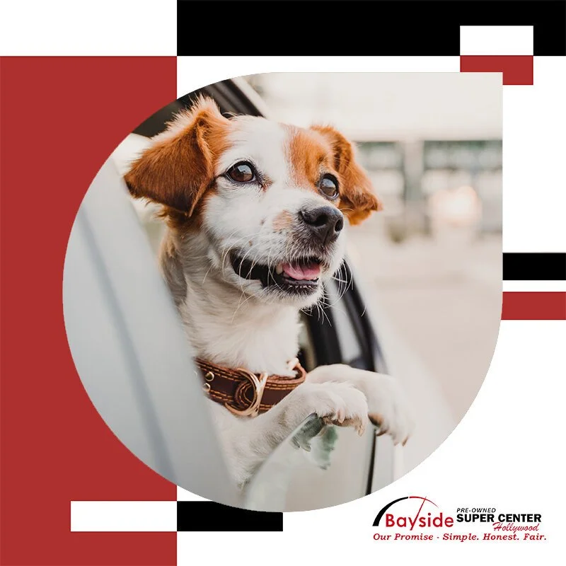 A happy small dog with white and brown fur looking out of a car window.