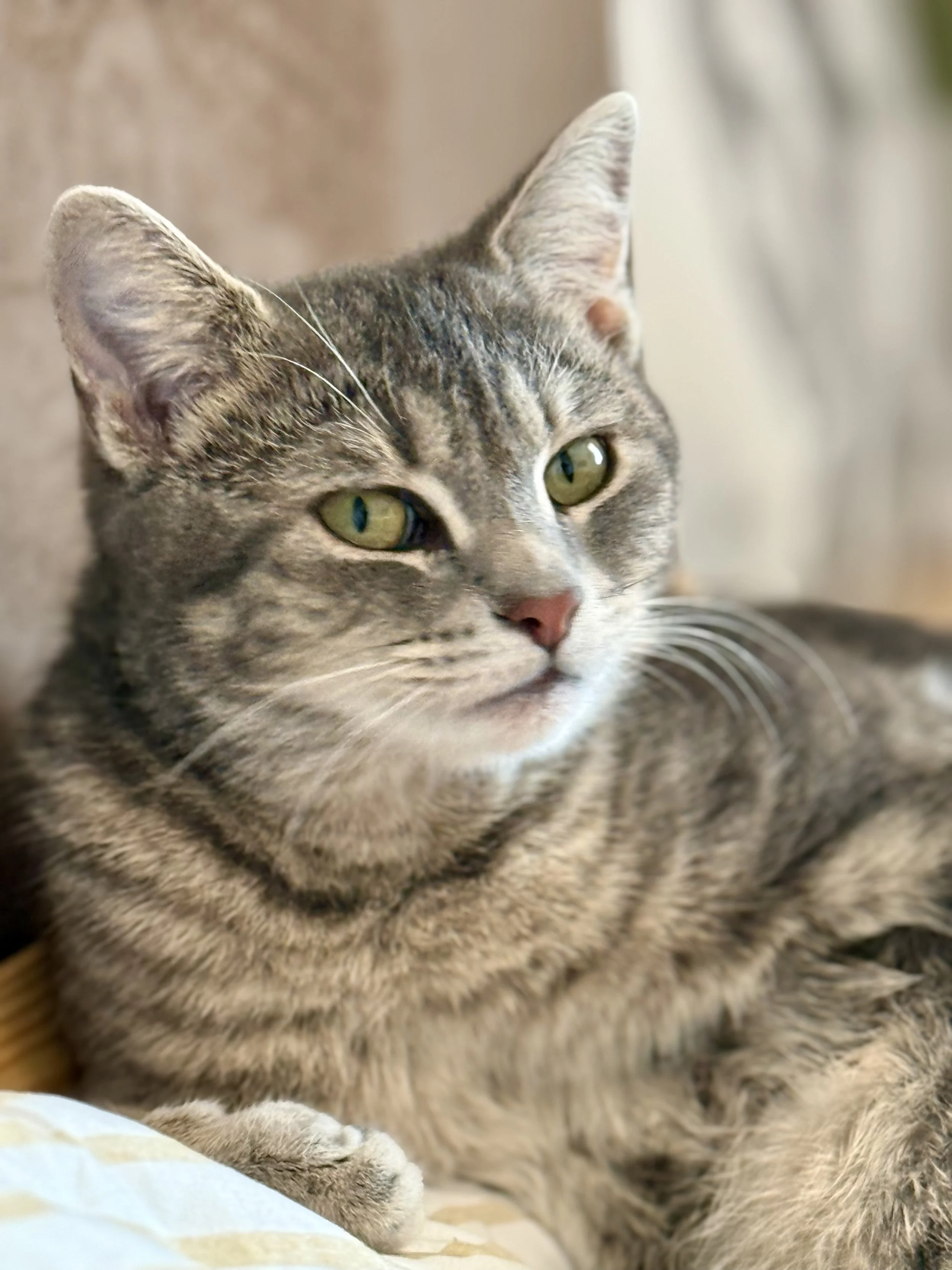 Close-up of a tabby cat's face with yellow-green eyes and striped fur, resting on a surface.