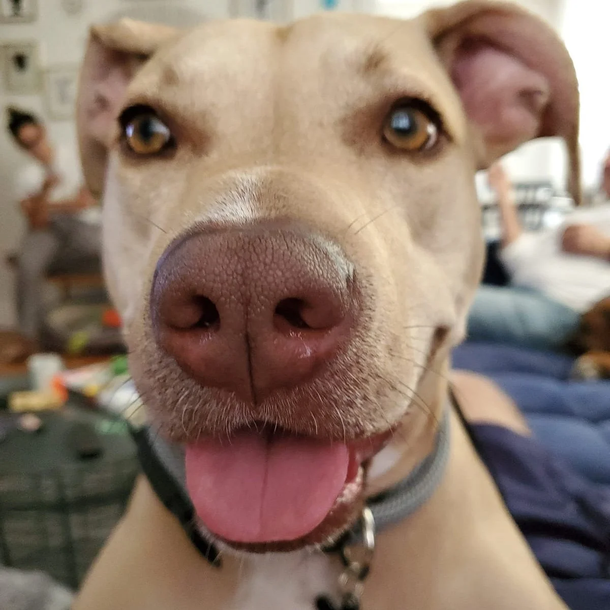 Close-up of a happy tan dog with brown eyes, pink tongue out, wearing a gray collar, in an indoor setting with blurred people in the background.