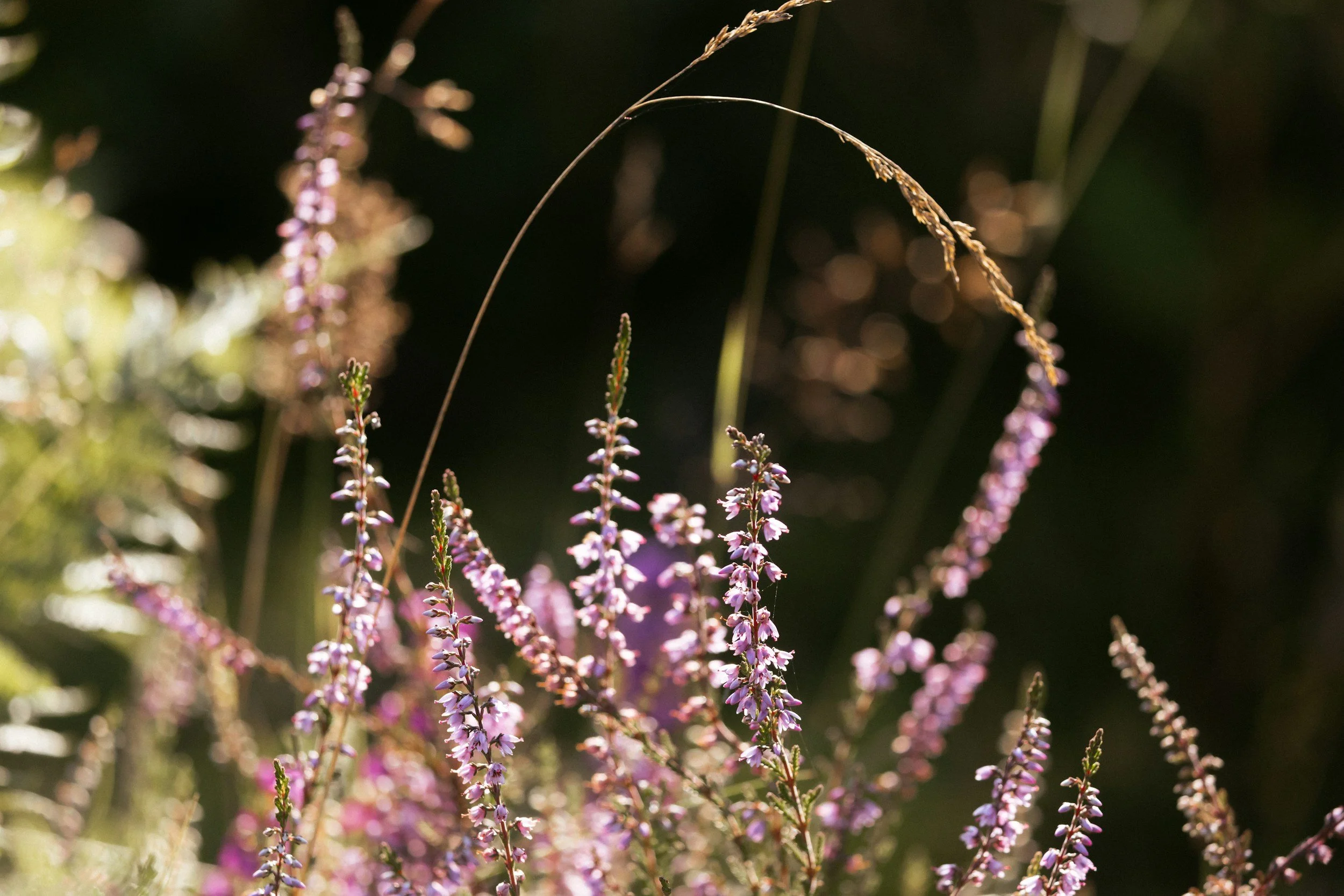Close-up of purple and pink wildflowers with blurred green and dark background.