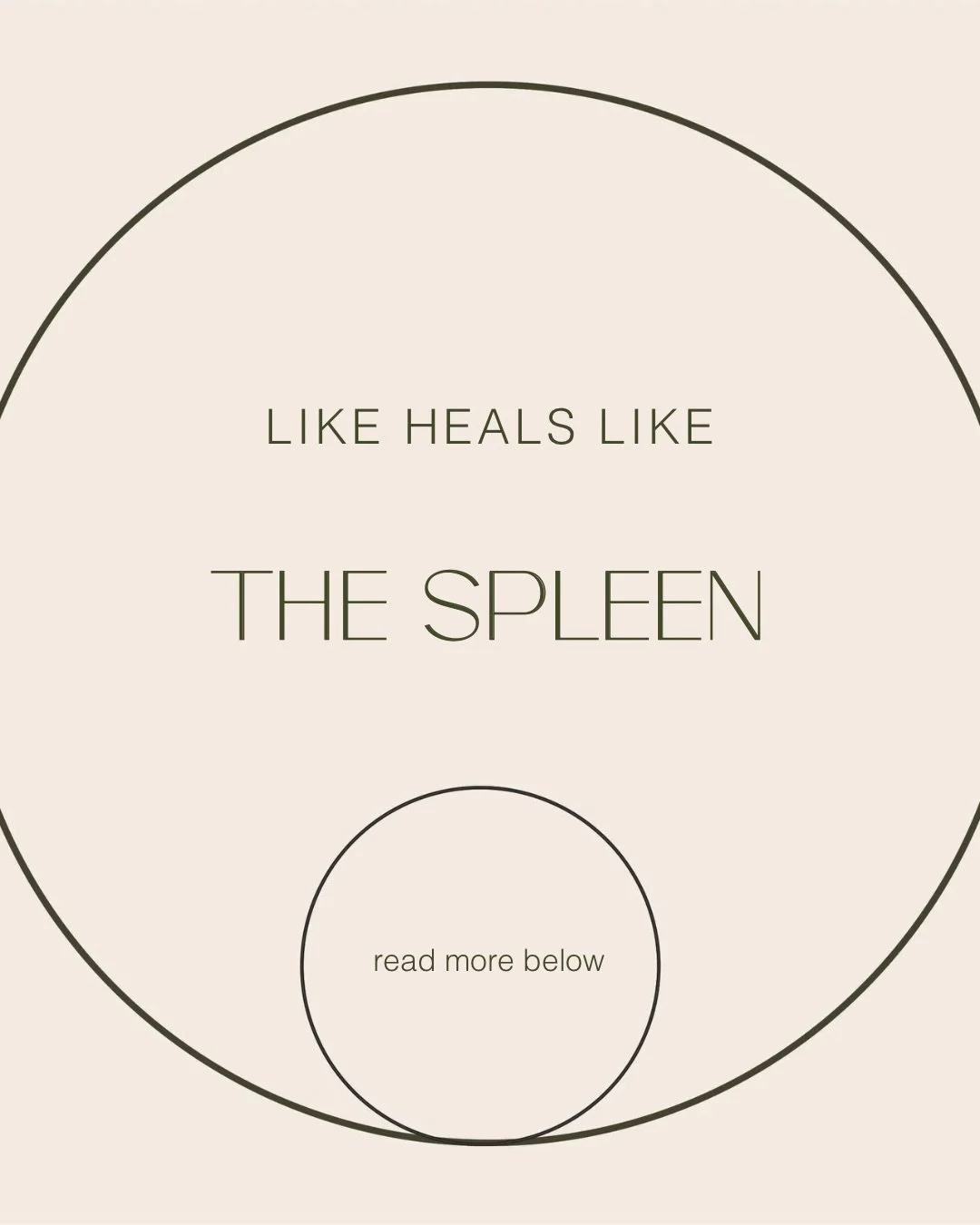 The spleen. Our most underrated, undervalued &amp; under-talked-about organ. 

I mean three of the most important jobs are happening here! Iron recycling, immune function &amp; digestion. It&rsquo;s a big deal. 

The sad part is that most of us don&r