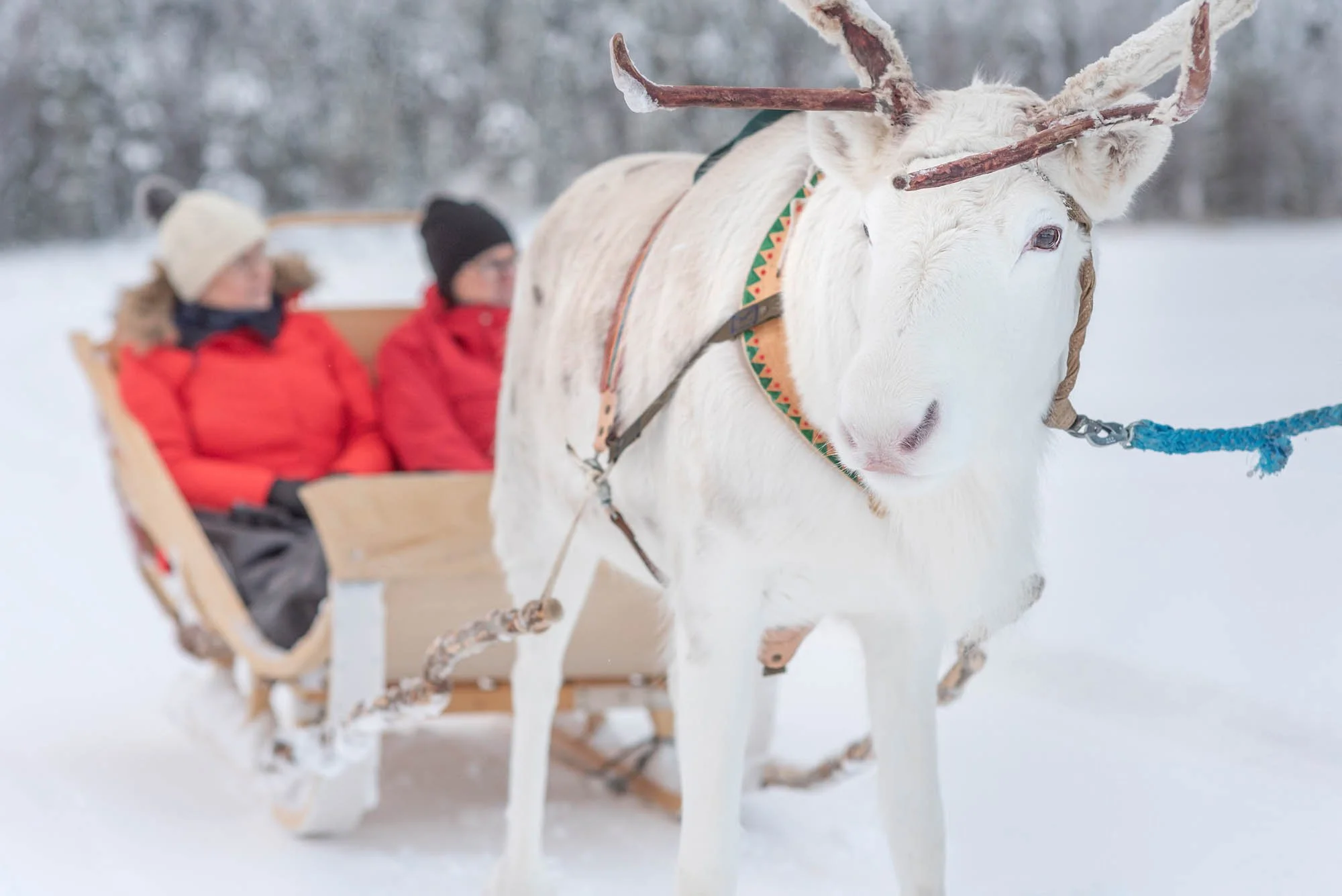 Rekiajelut Lankojärven jäällä