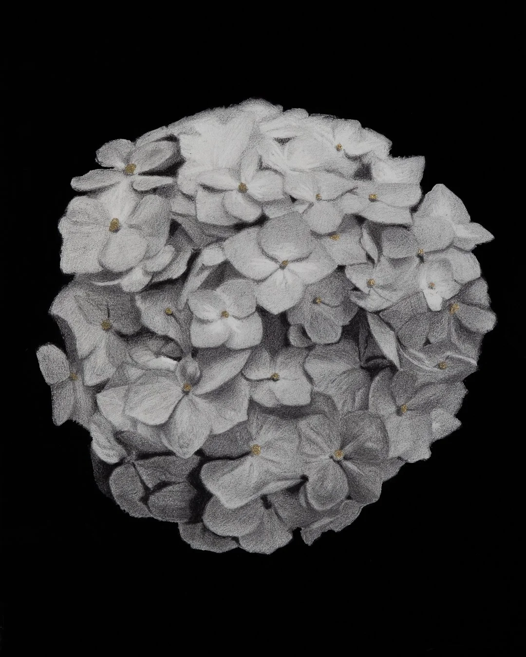 A graphite drawing of a white hydrangea flower with small gold centers against a black gouache painted background.