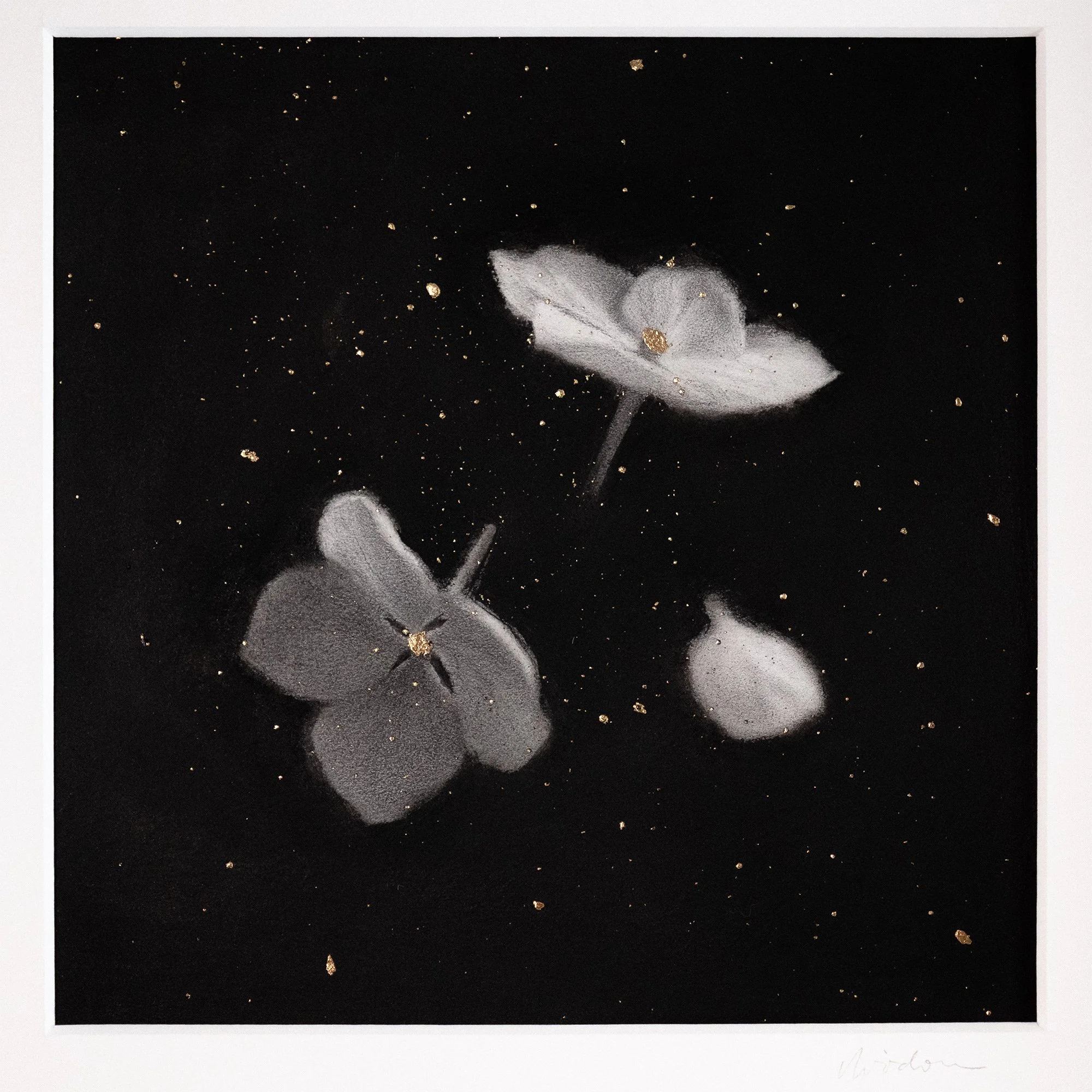 Mixed media drawing, with black background, with three white hydrangea flowers and golden specks scattered across.