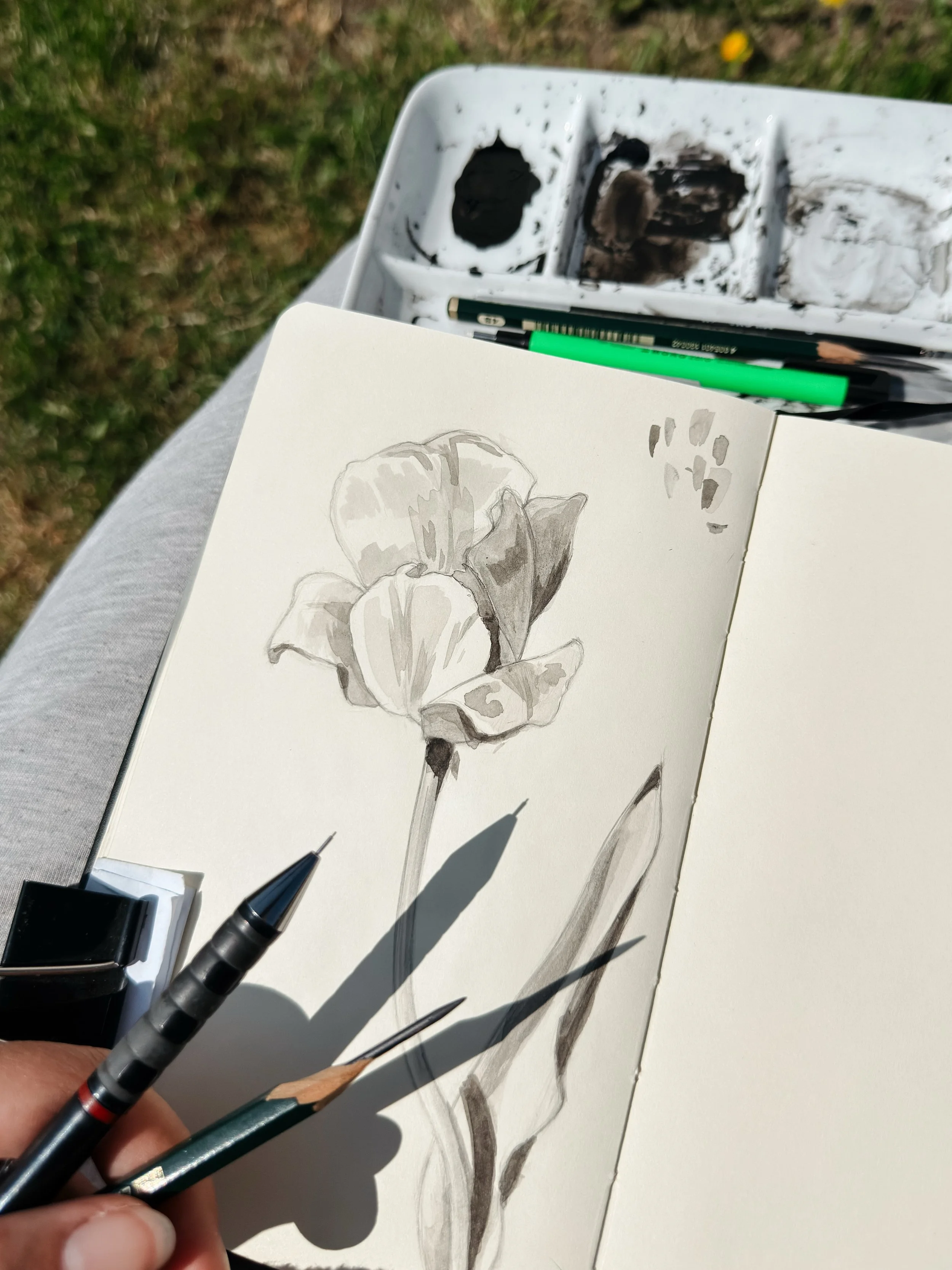Life lately ☀️ daily walks with Luffy, flowers in bloom, starting a new drawing, sending originals to new homes, and sketching outdoors