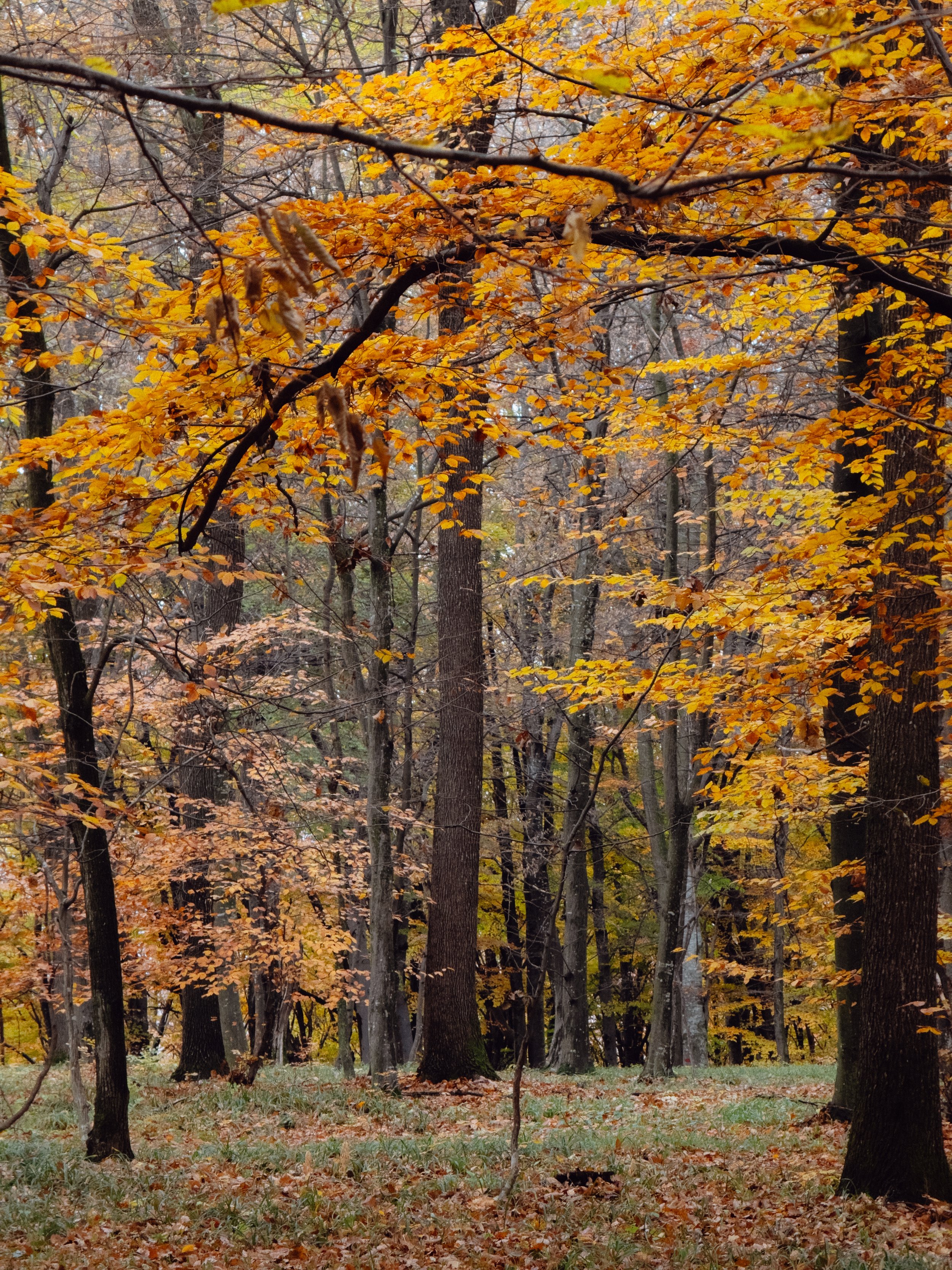 autumn forest landscape