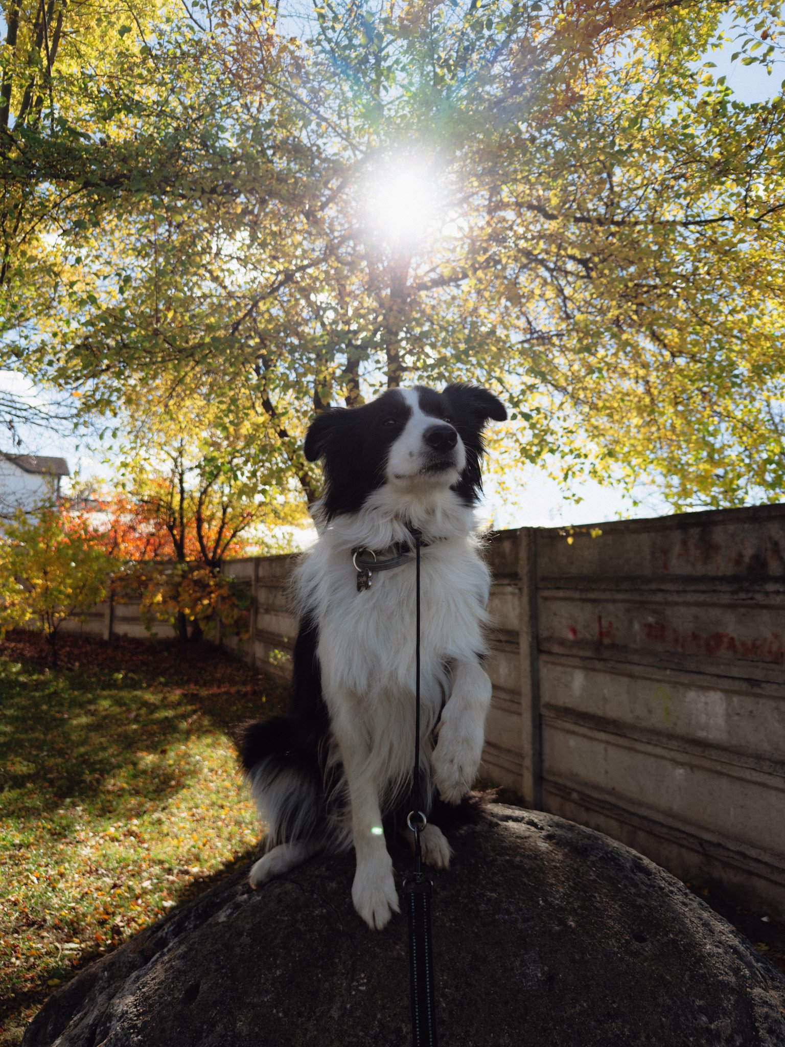 border collie sitting on a rock, sun shining behind 