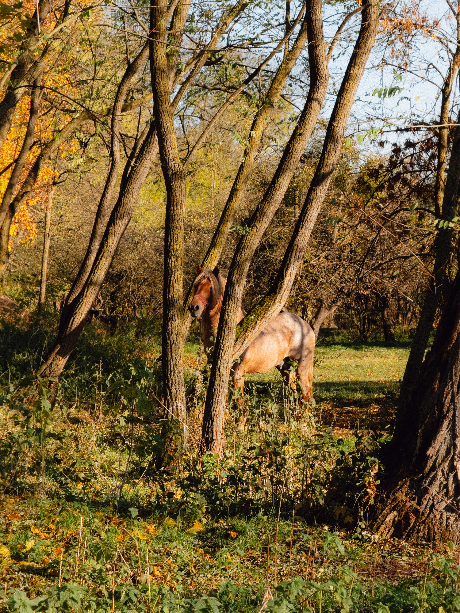 a horse on a meadow in the sunset warm light