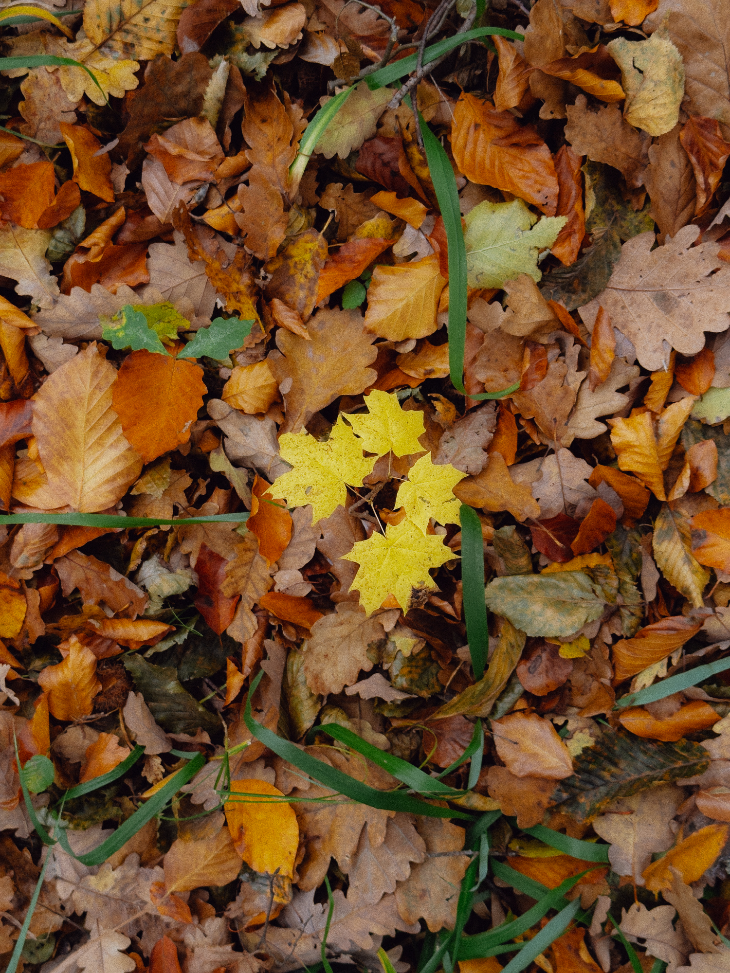 autumn leaves on the ground