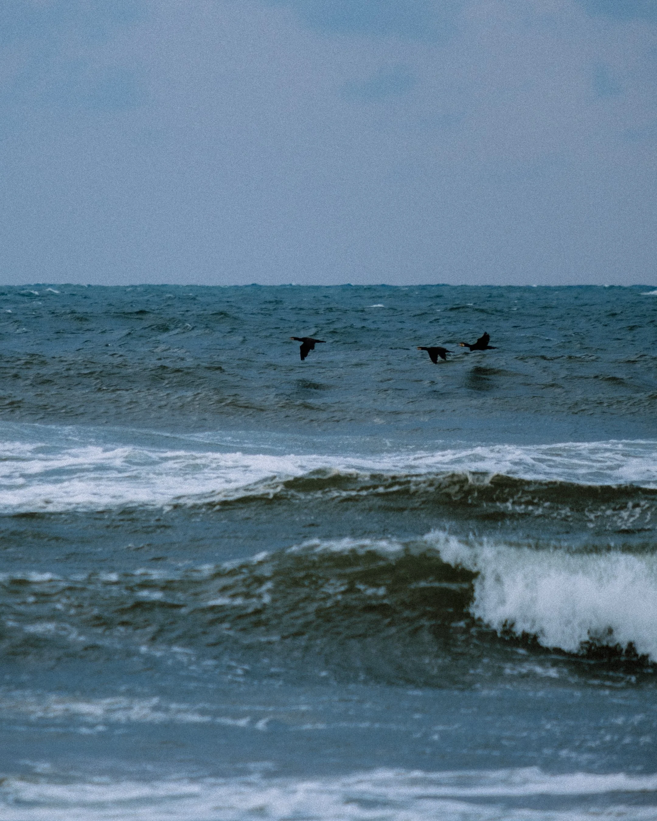 Three black seabirds flying over ocean waves during daytime.