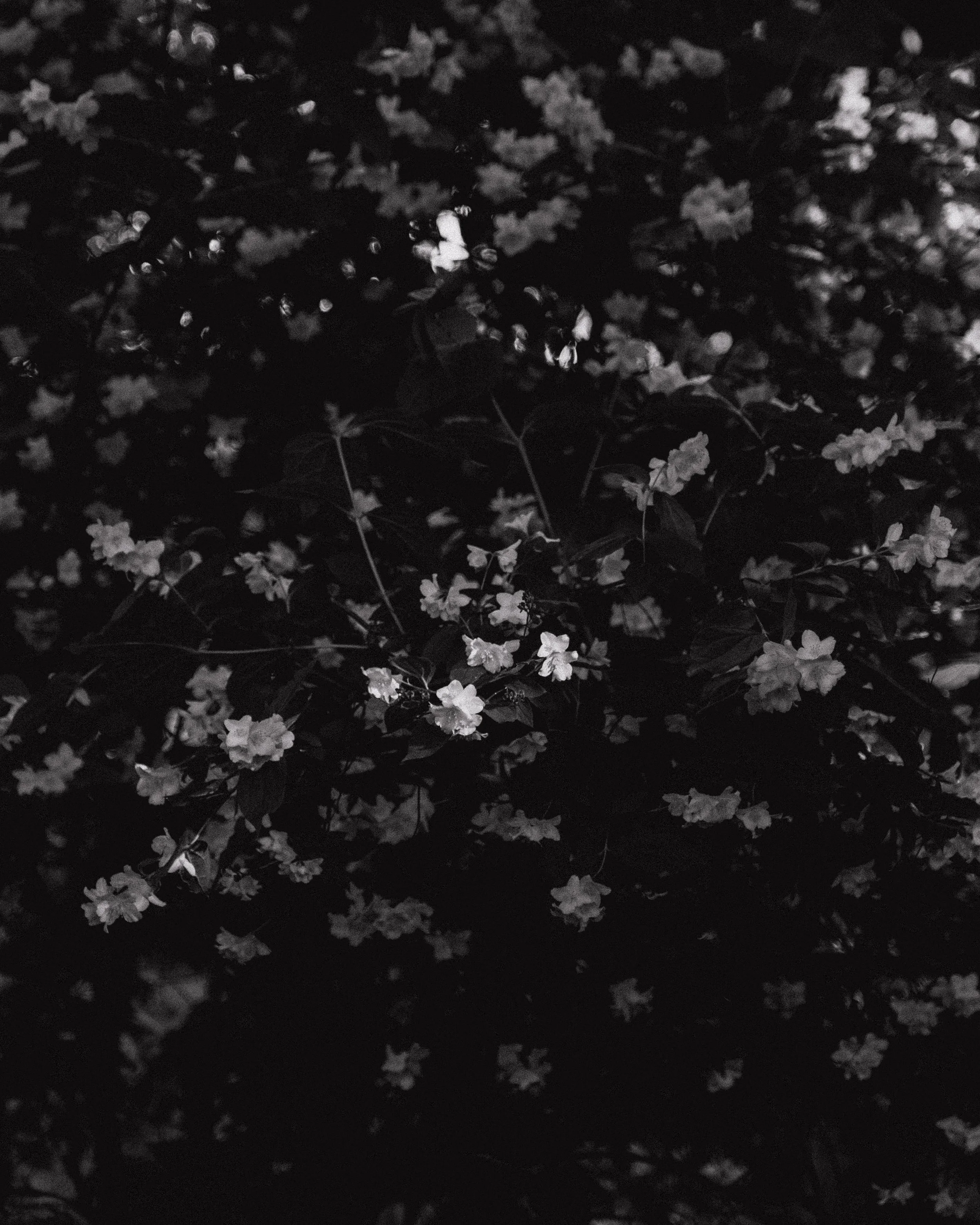 Dark image of a bush with small white flowers, in contrast black and white
