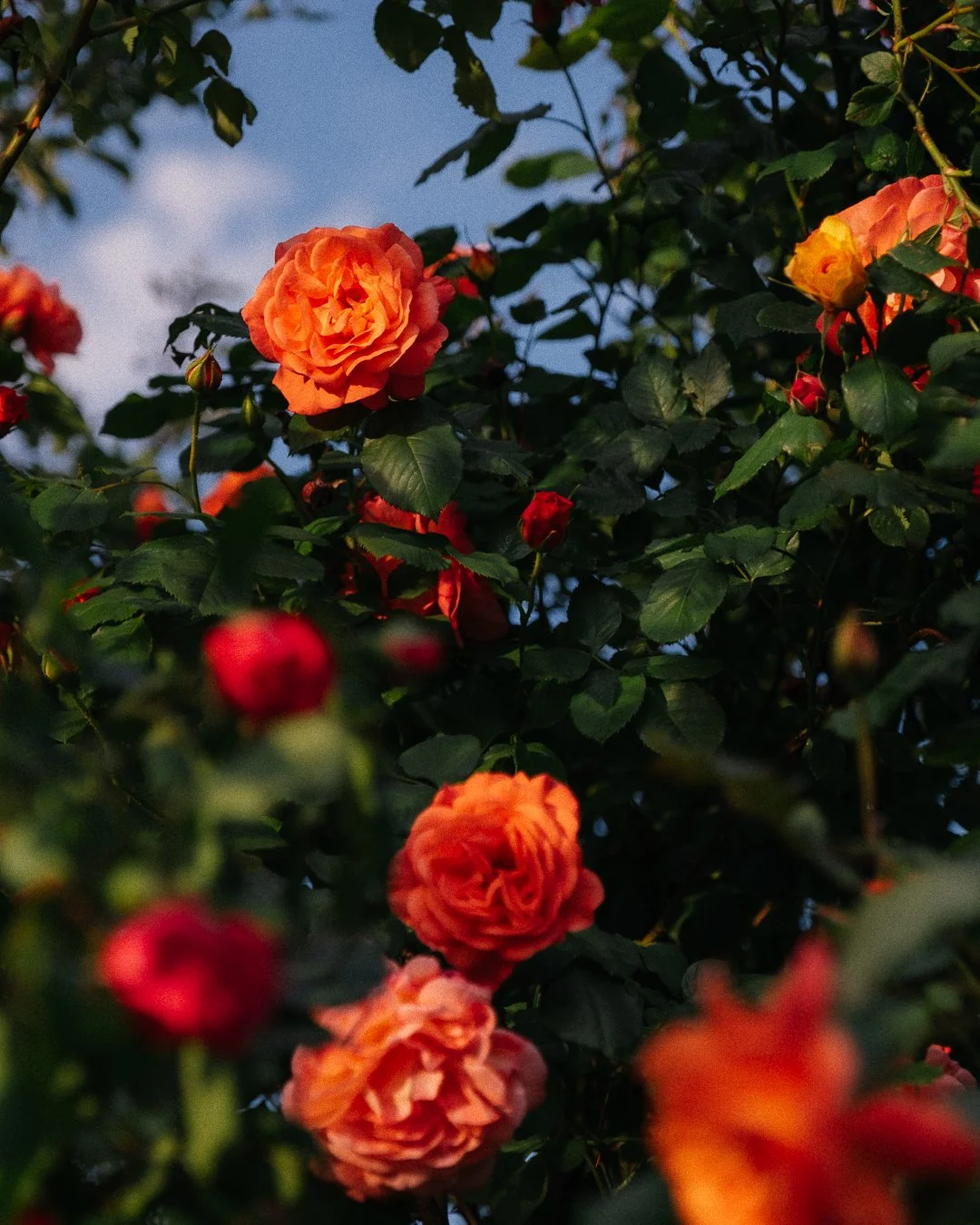 Orange and pink roses blooming among green leaves against a blue sky.