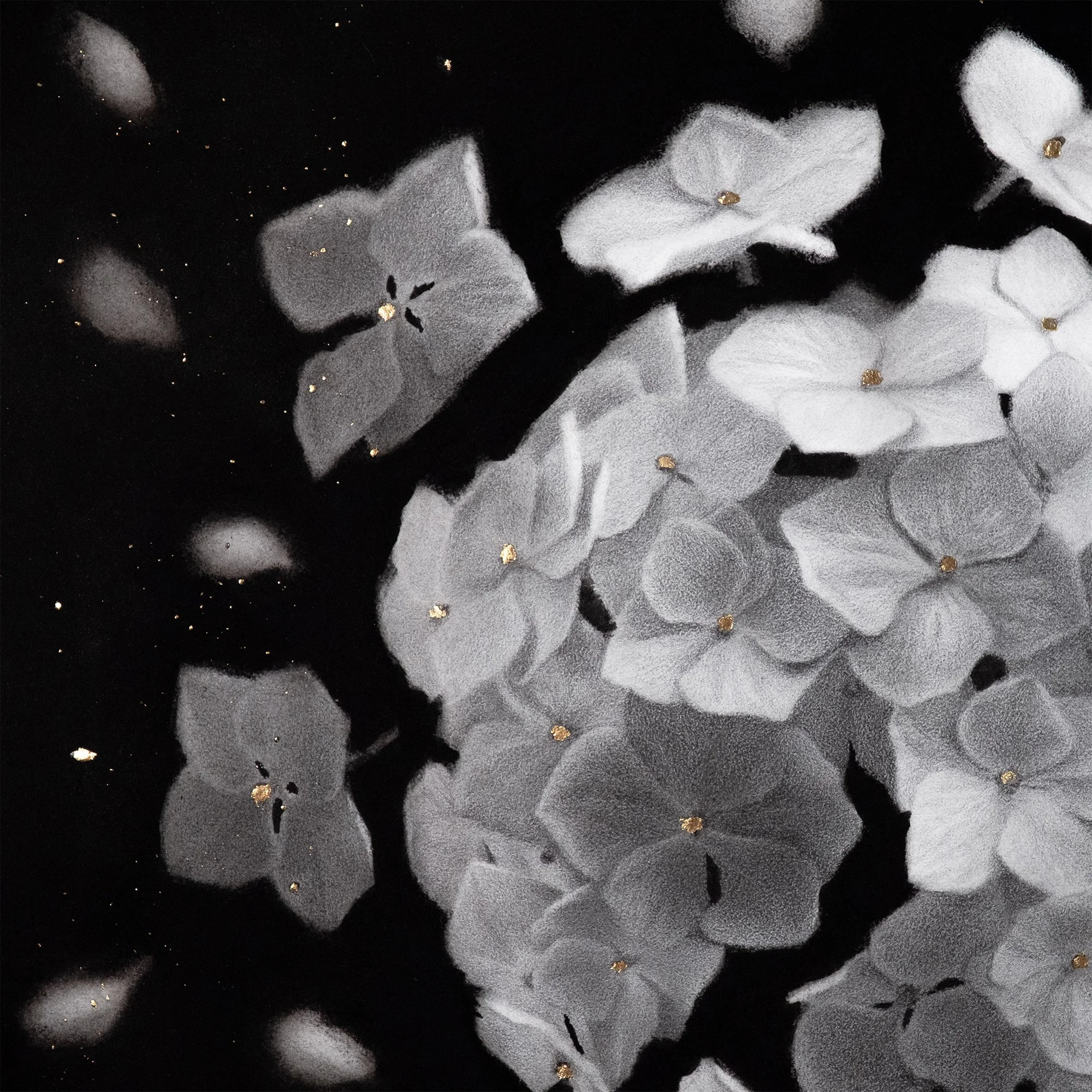 Close-up of graphite drawing of white hydrangea flowers with gold accents on black background.