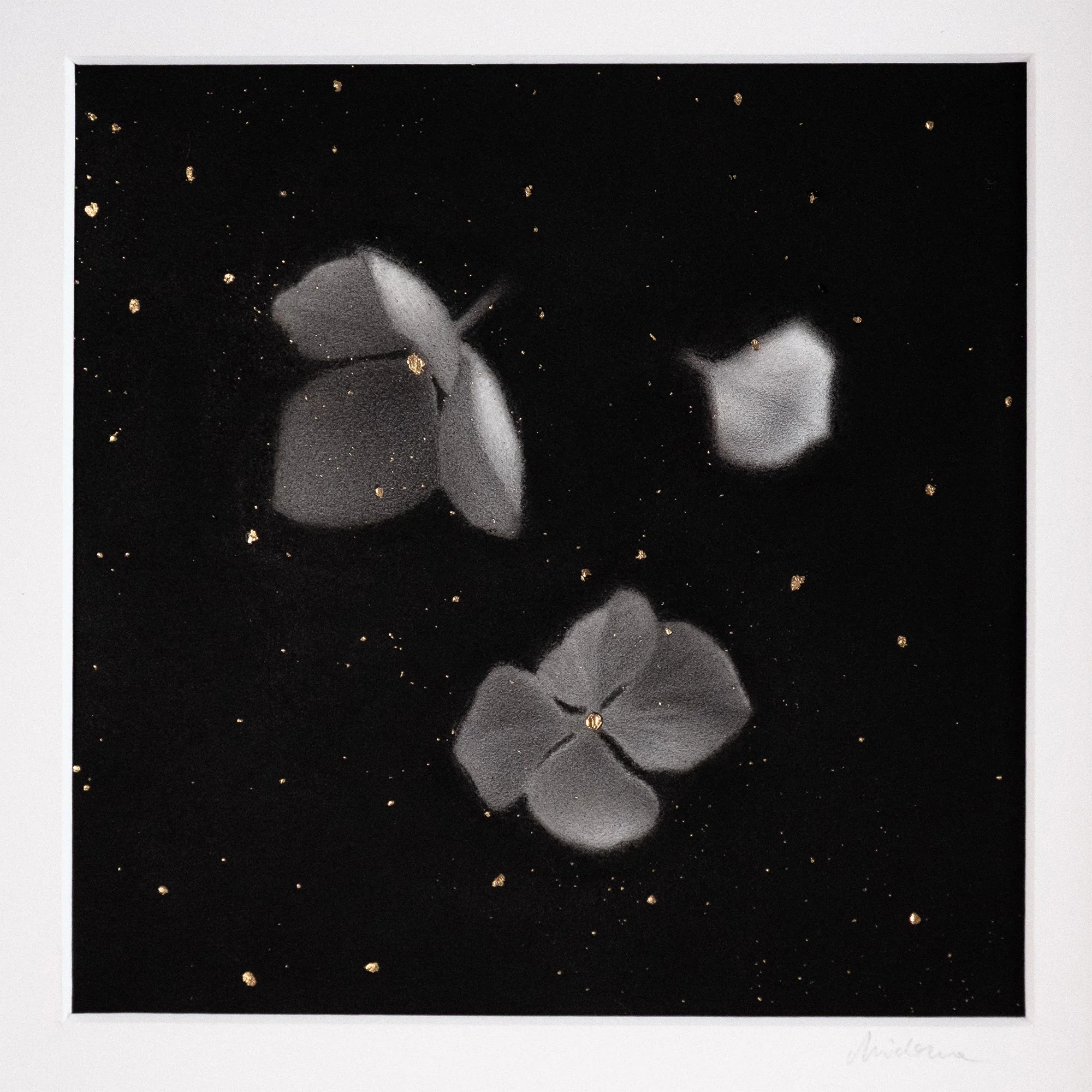 Charcoal and graphite drawing, with gouache black painted background, with three white hydrangea flowers and golden specks scattered across.