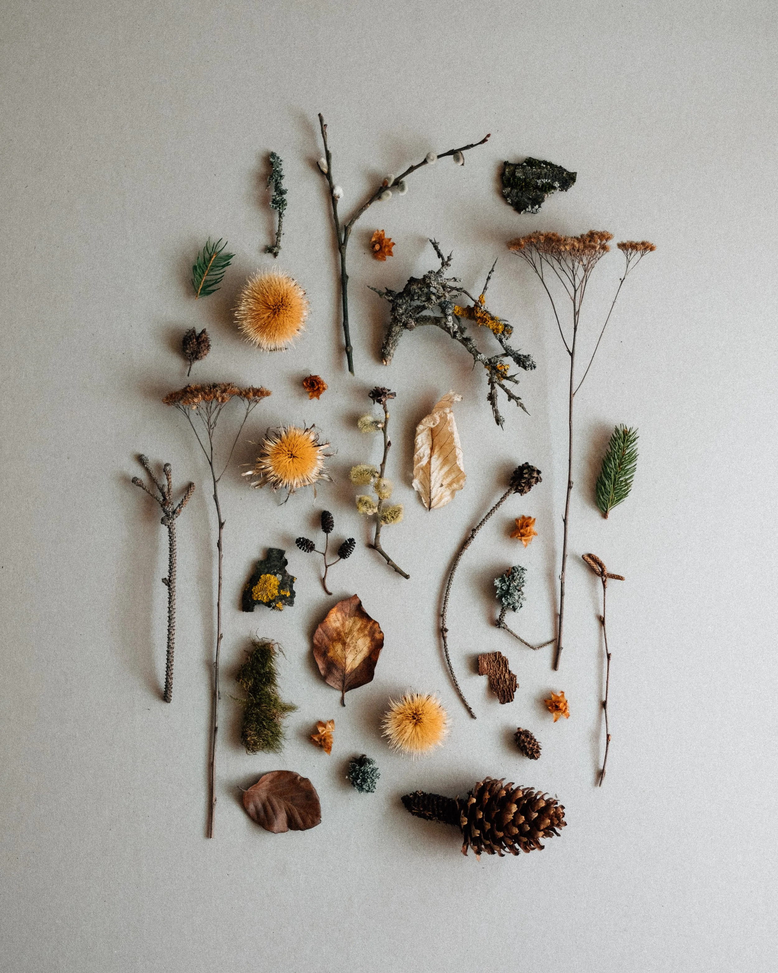 Various natural elements like leaves, pinecones, twigs, and dried flowers arranged on a neutral background.